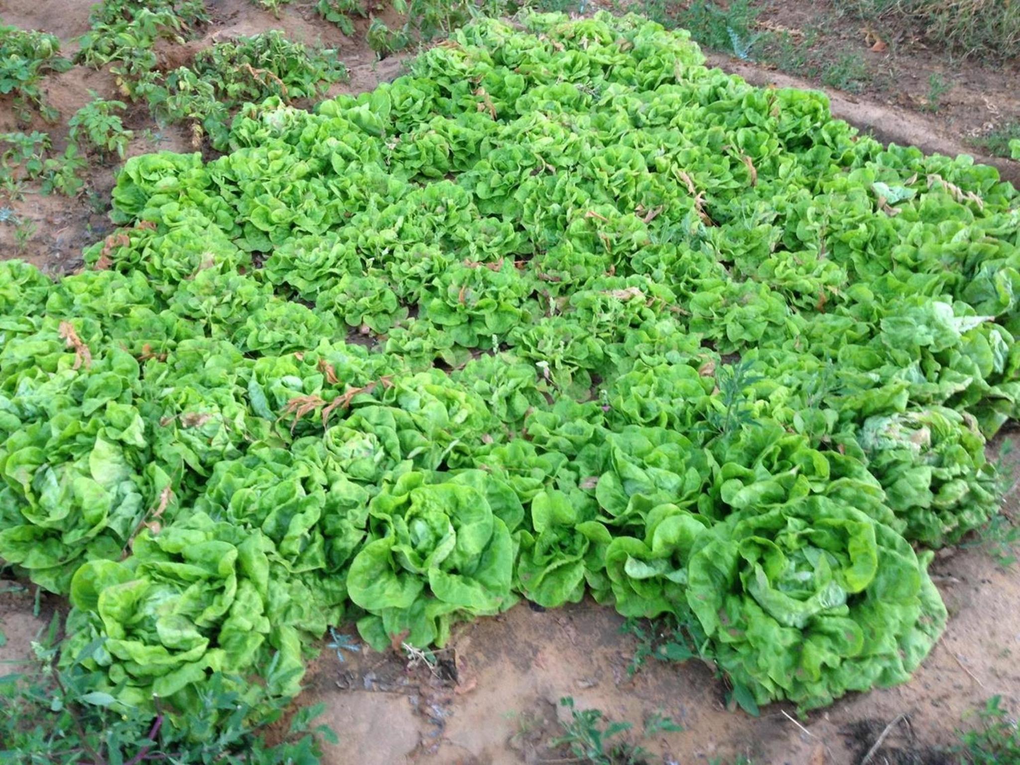 garden
