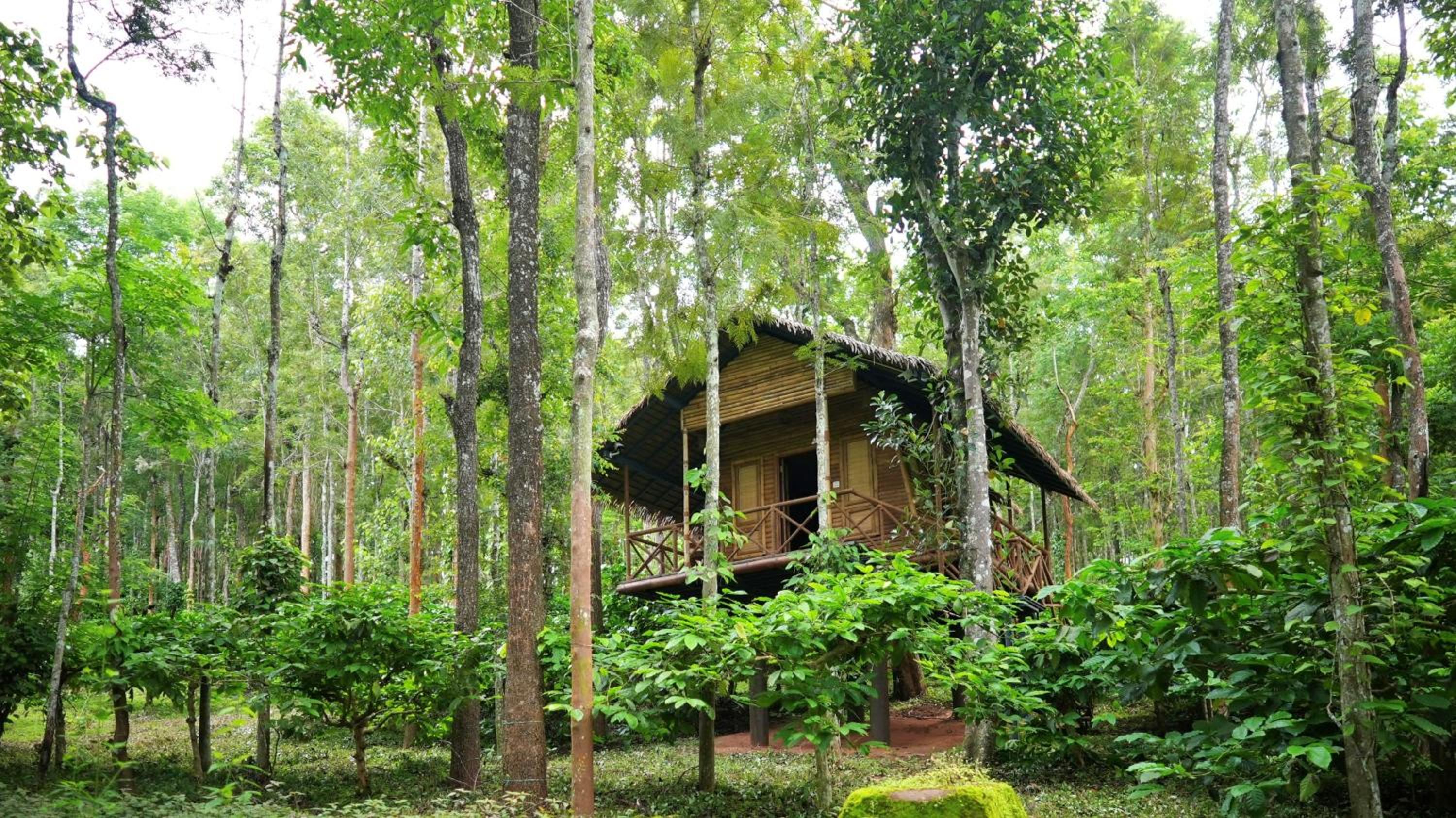 Adrak Mountain Mist Forest Resort view 2