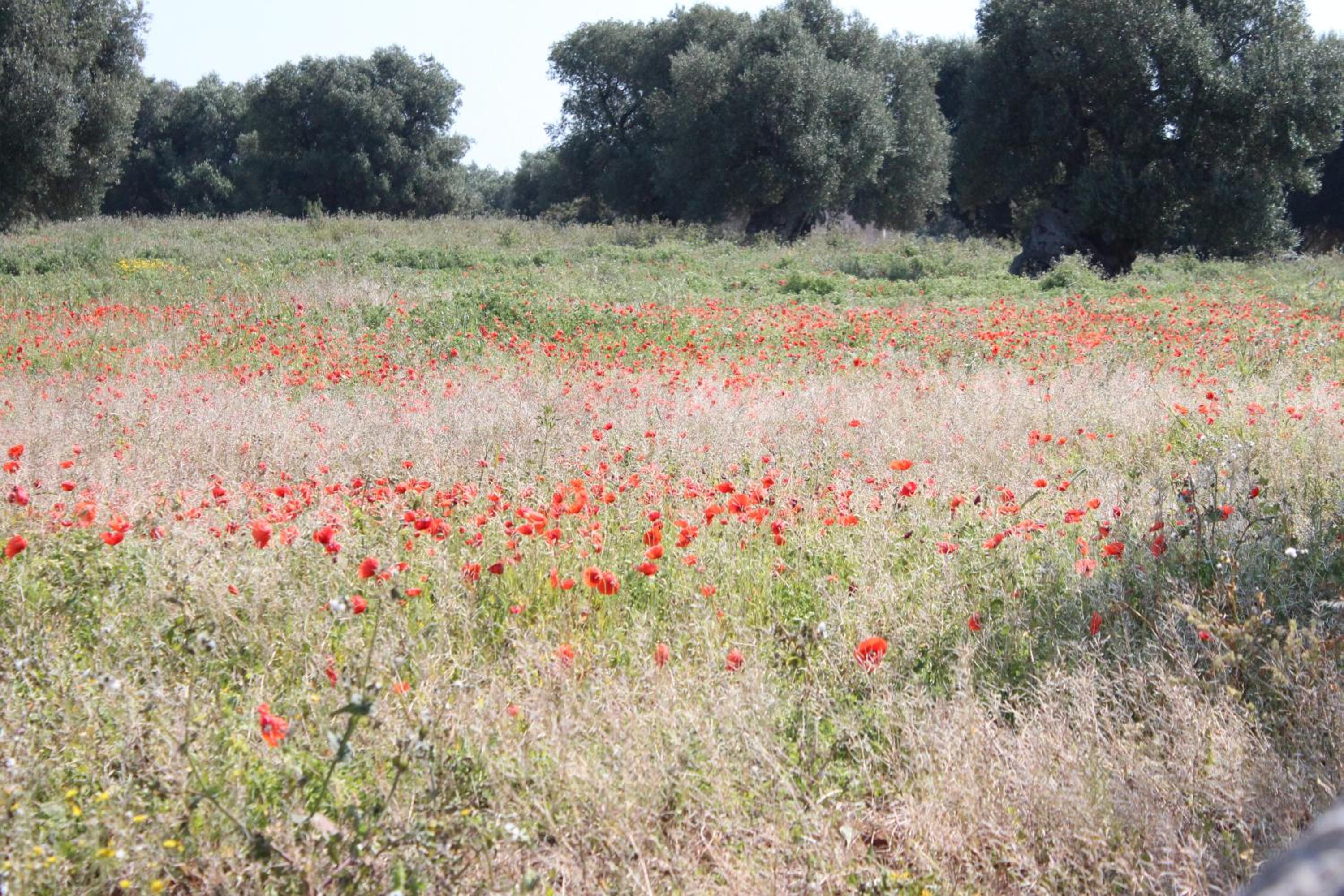 Masseria Valente