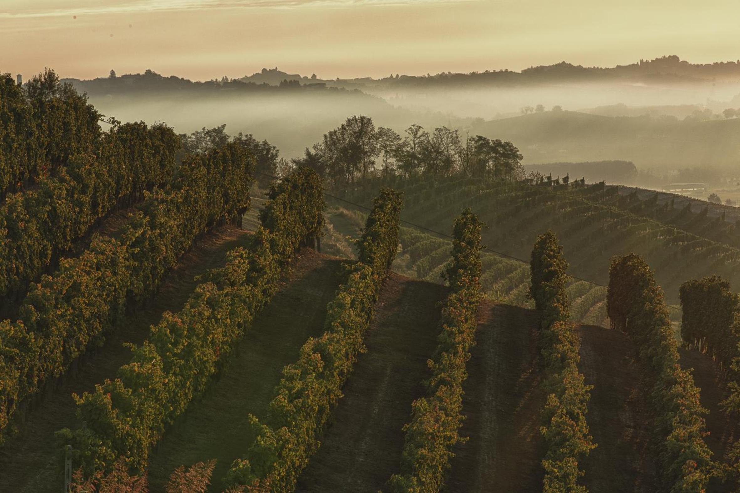 Marchesi Alfieri - Cantine e Ospitalità