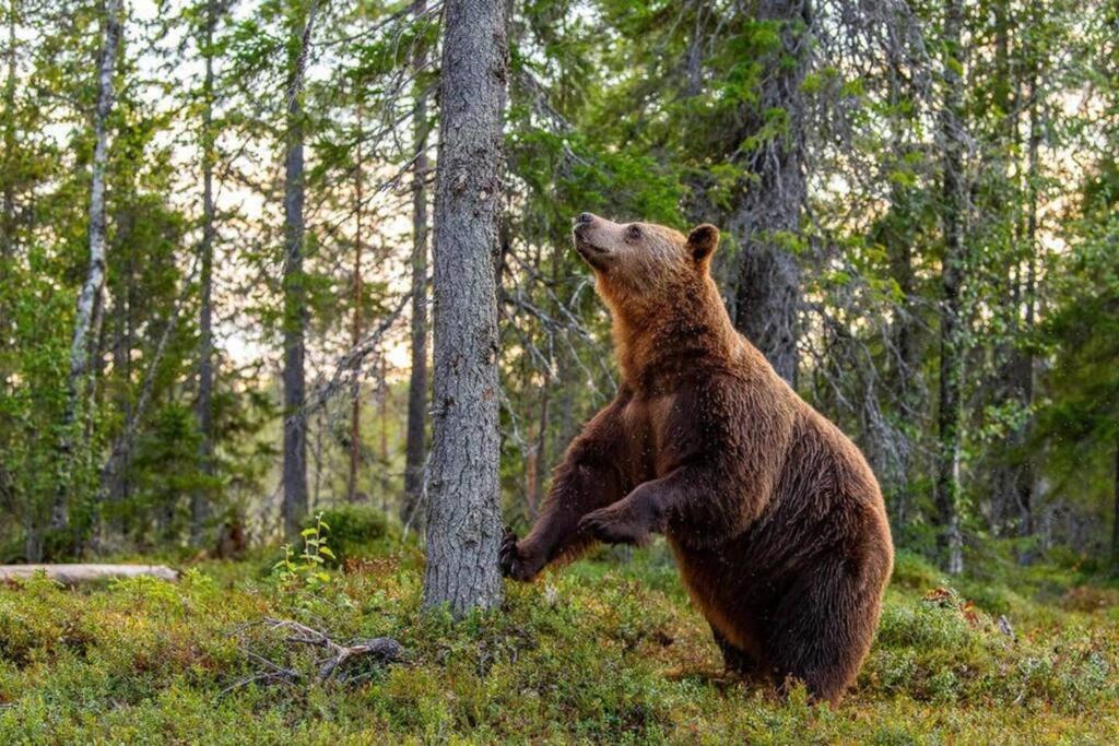 Bear Tracks
