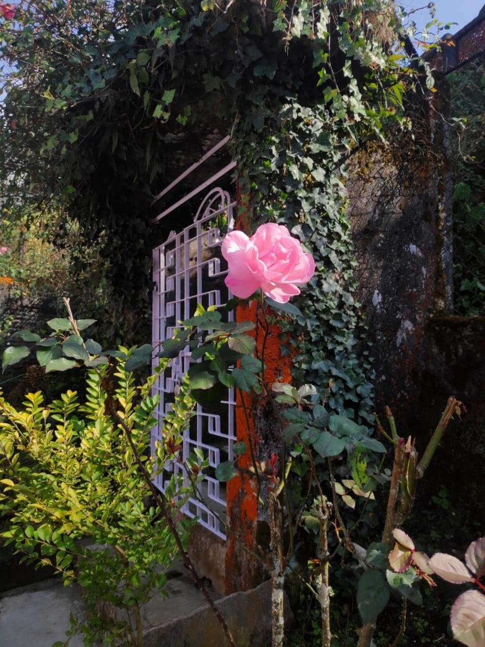 Darjeeling BnB view 5
