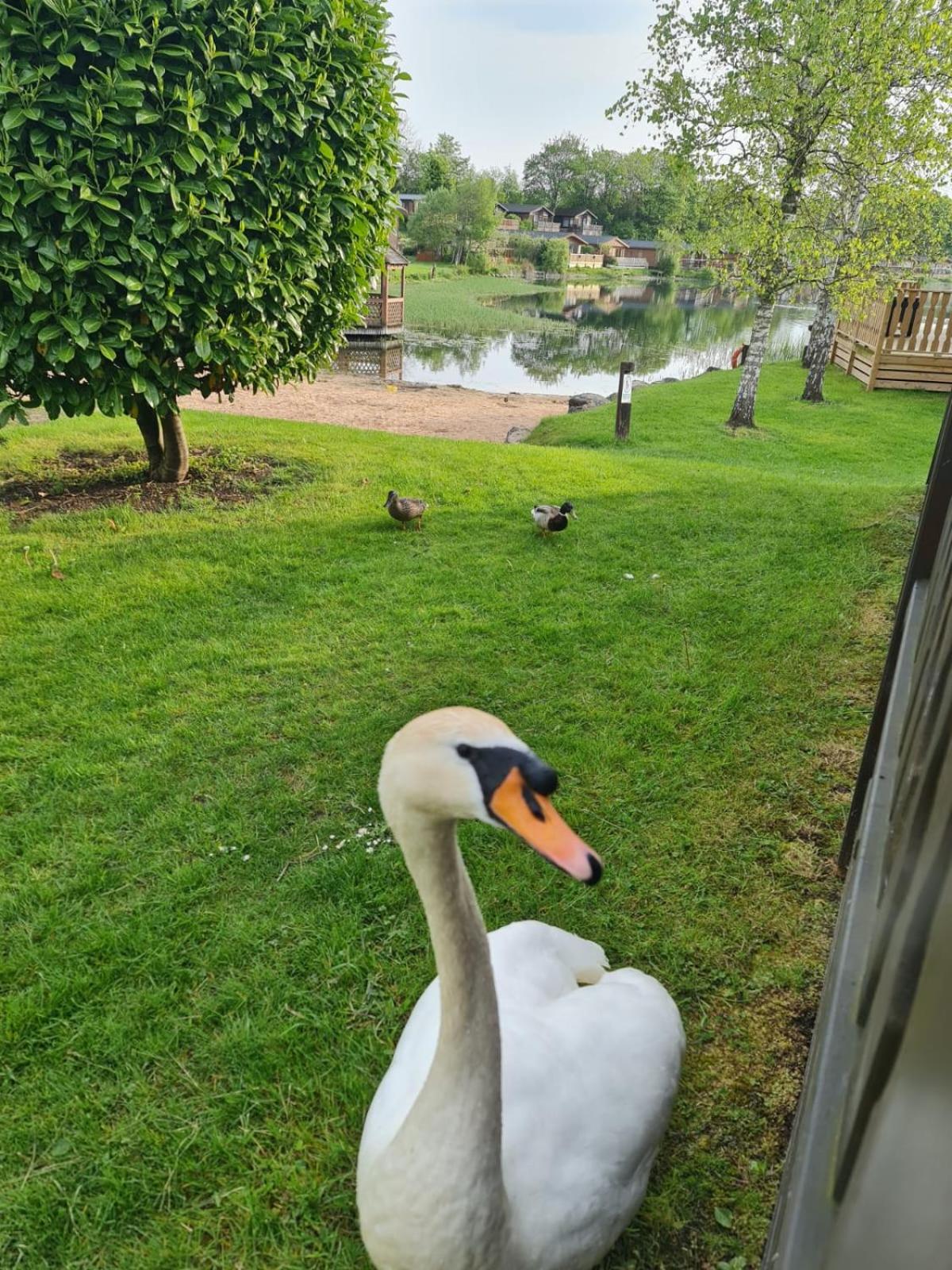 Photo 41