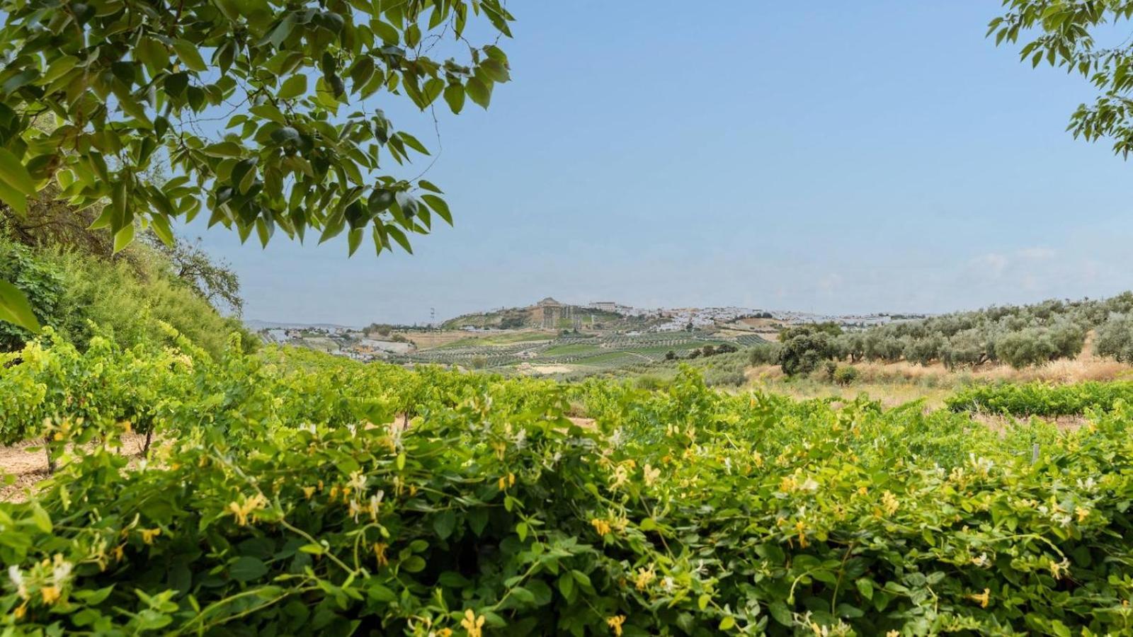 Finca Buytrón Montilla by Ruralidays