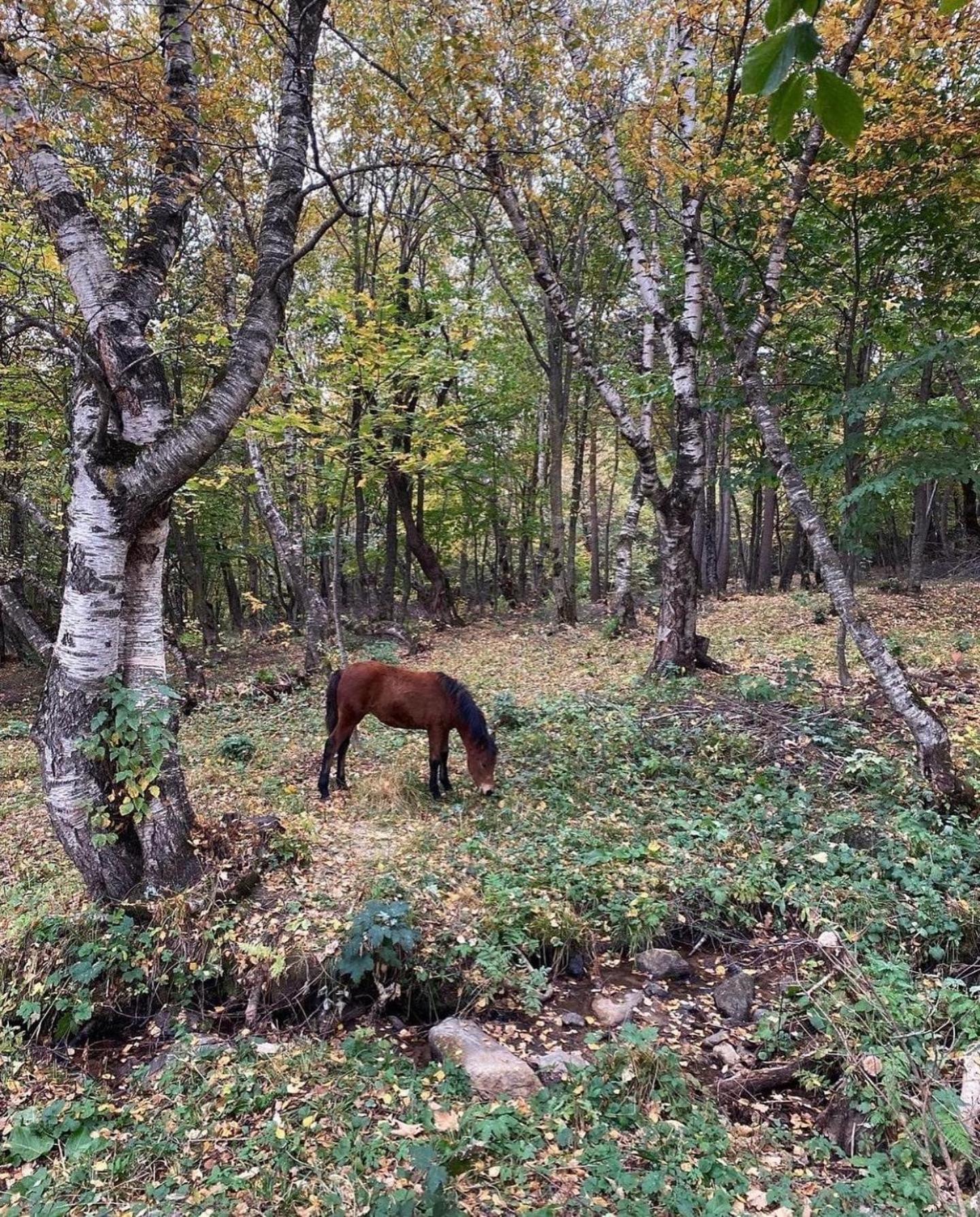 GLAMPING WOLF MOUNt