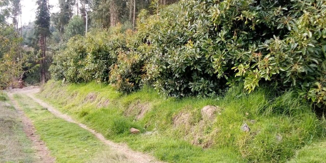 Photo 41