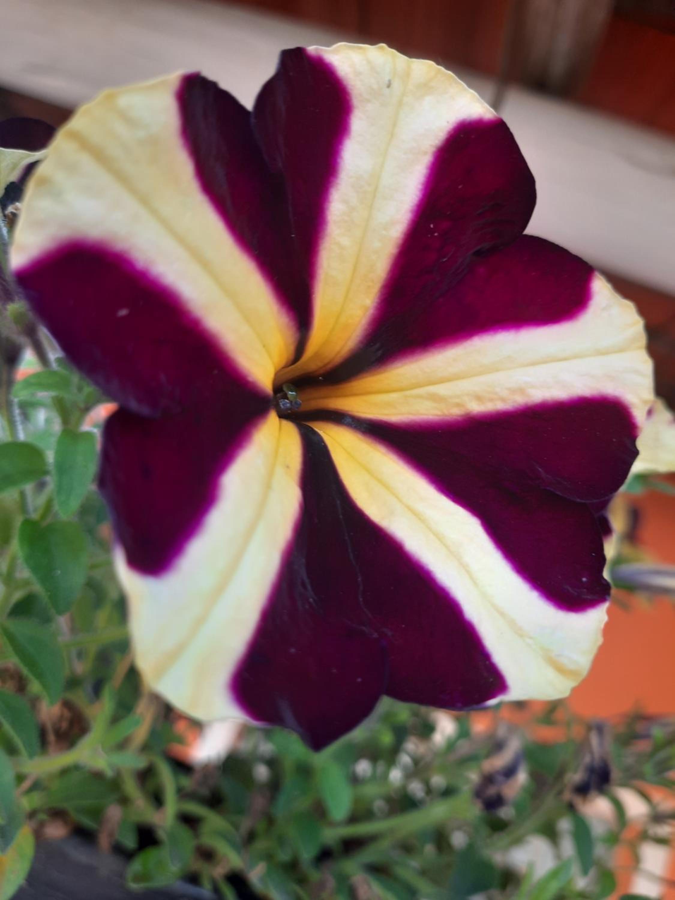 Morada Jaguary