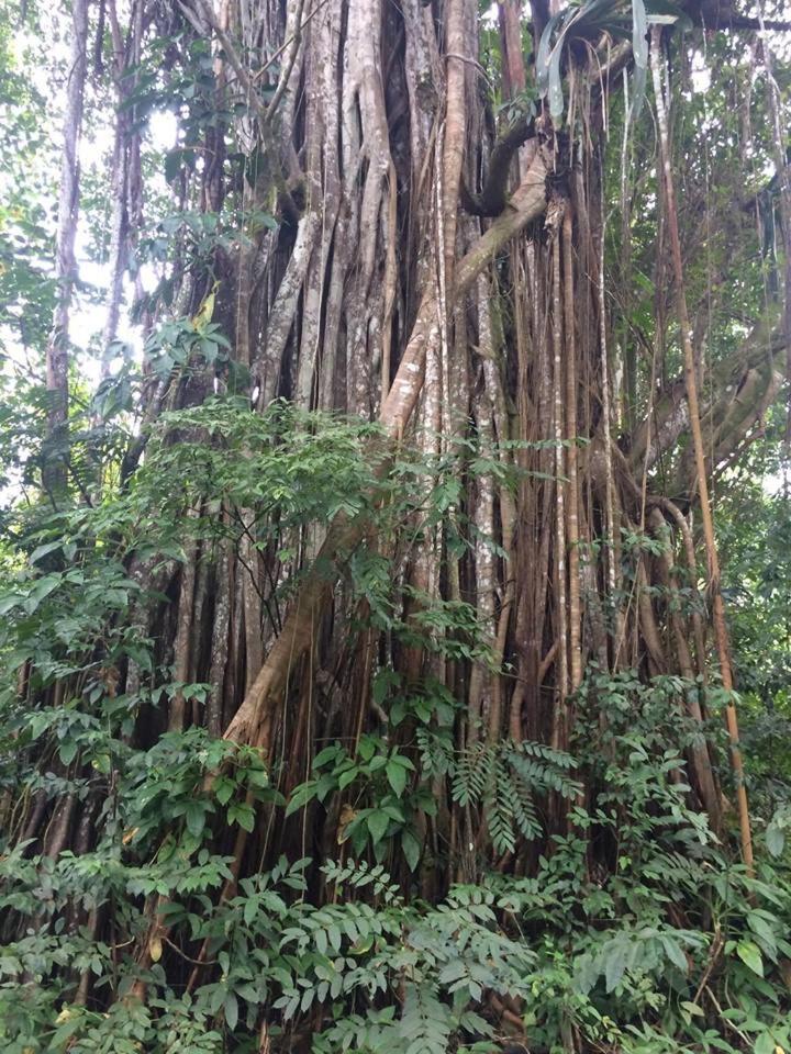 Teresinajamaica