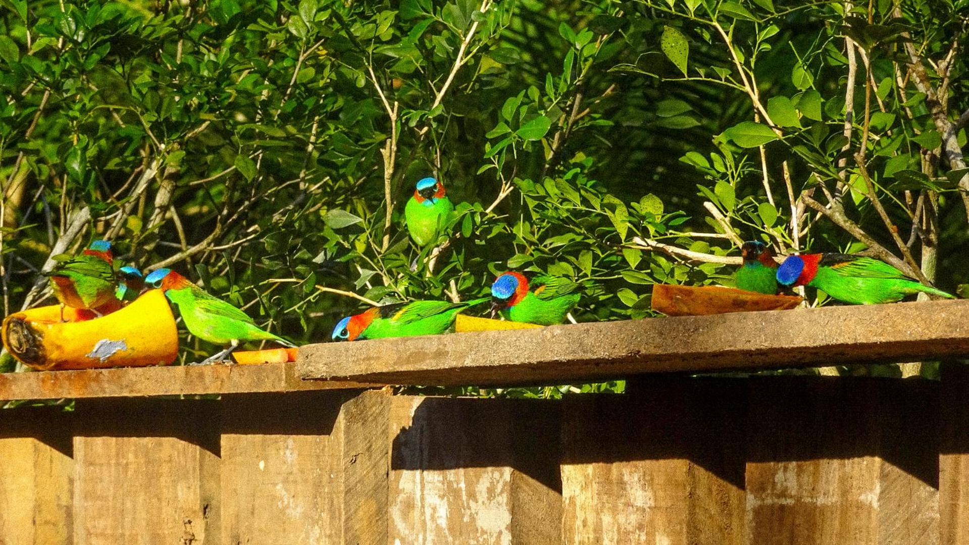 Canto dos Pássaros Suítes