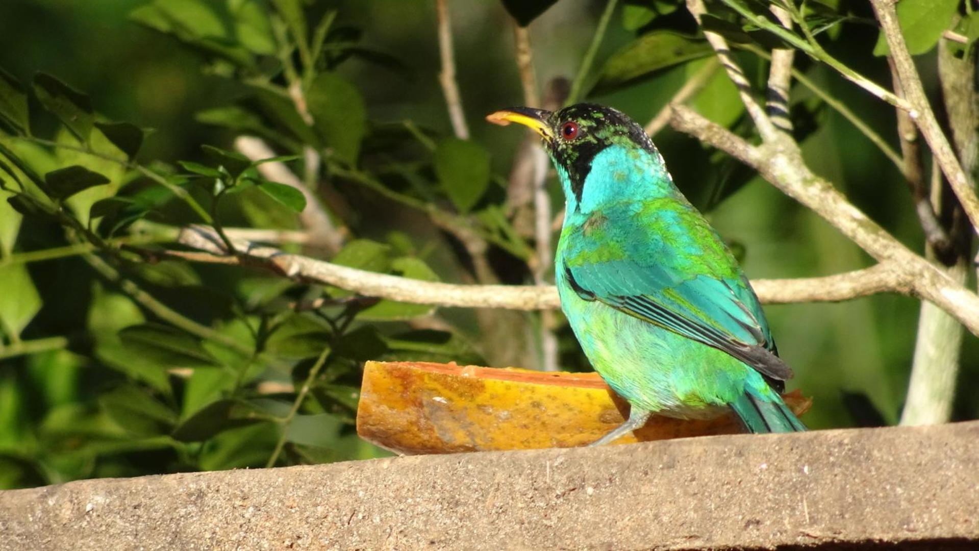 Canto dos Pássaros Suítes