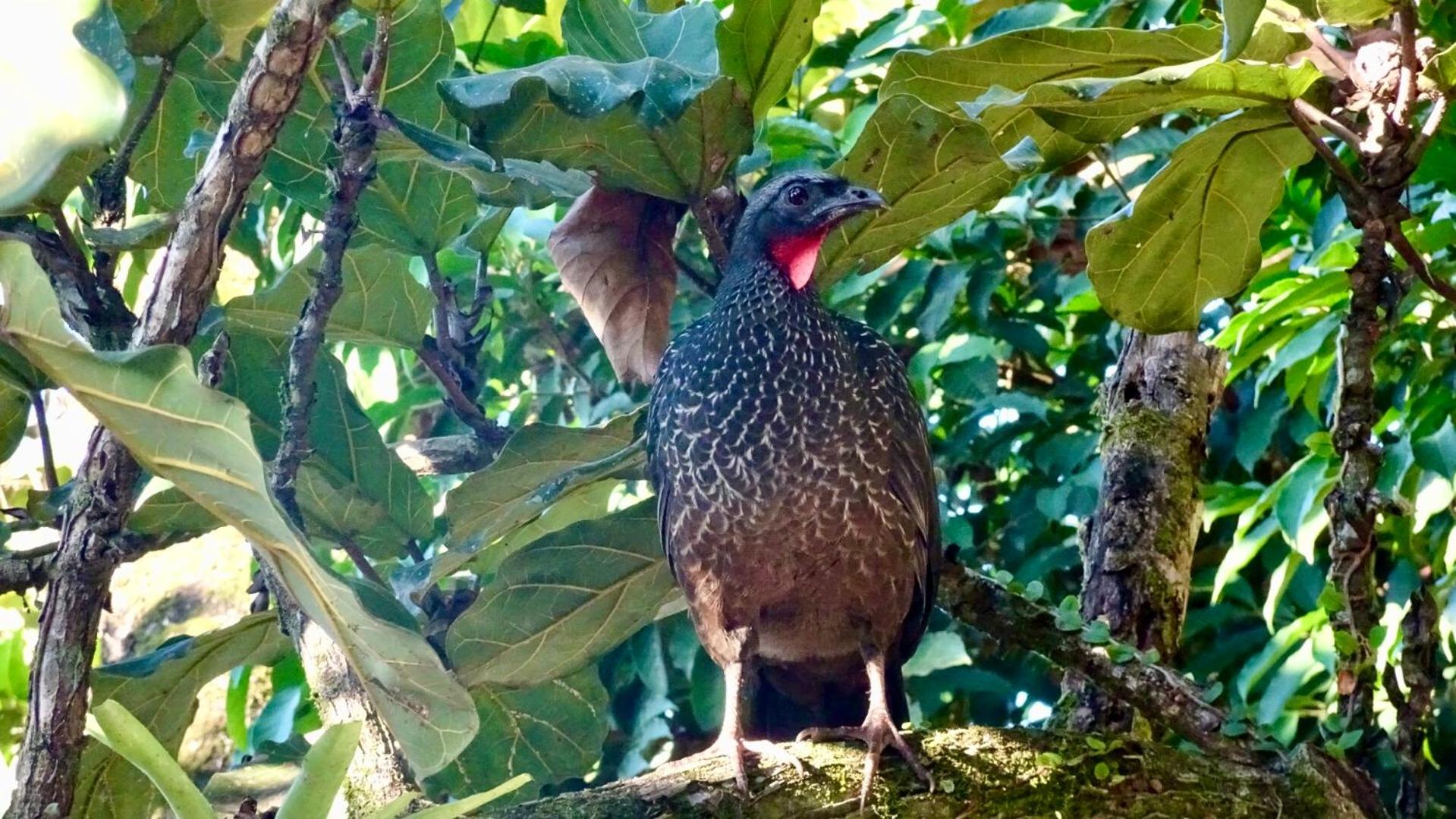 Canto dos Pássaros Suítes