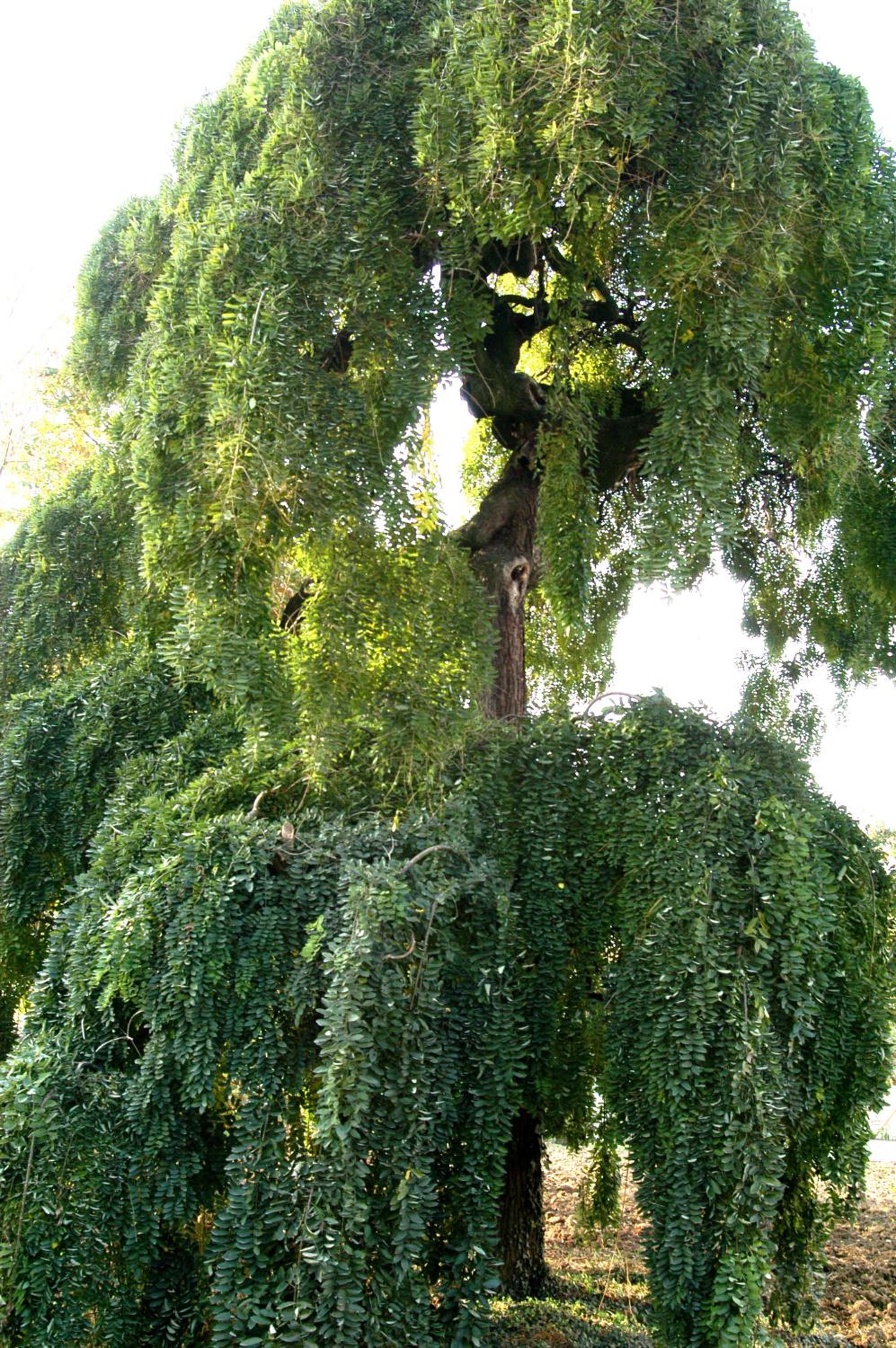 Photo 48