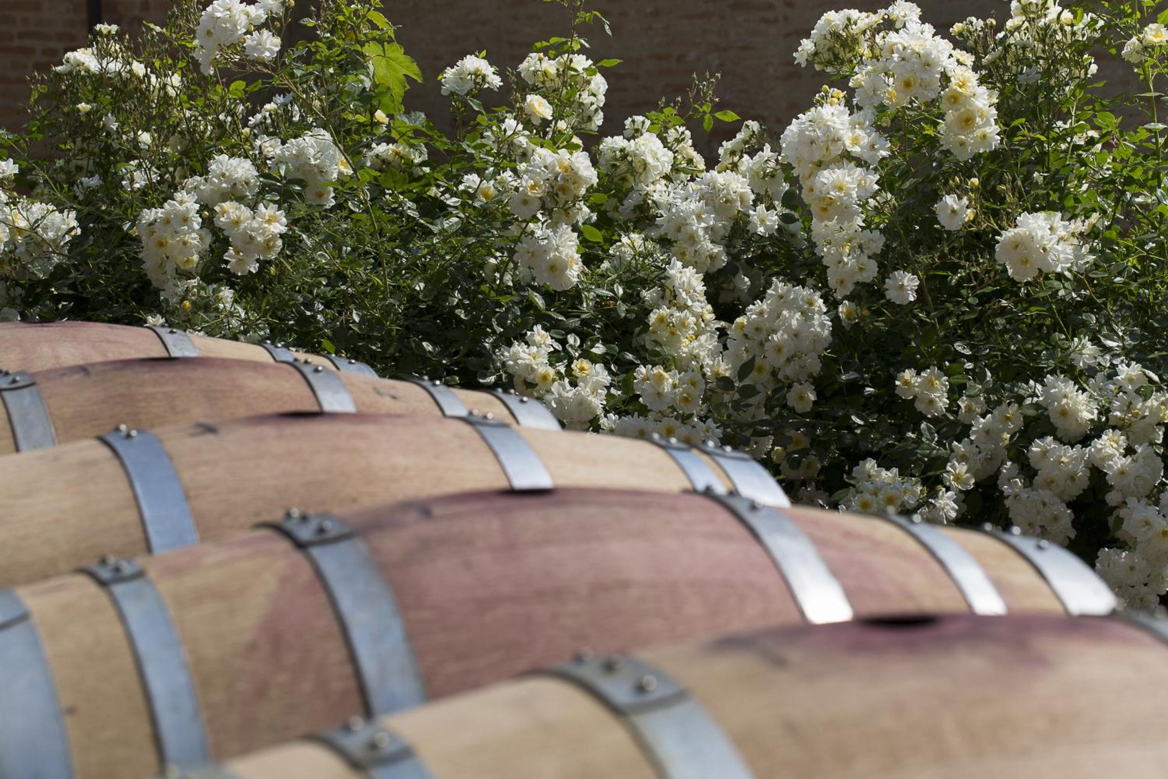 Marchesi Alfieri - Cantine e Ospitalità