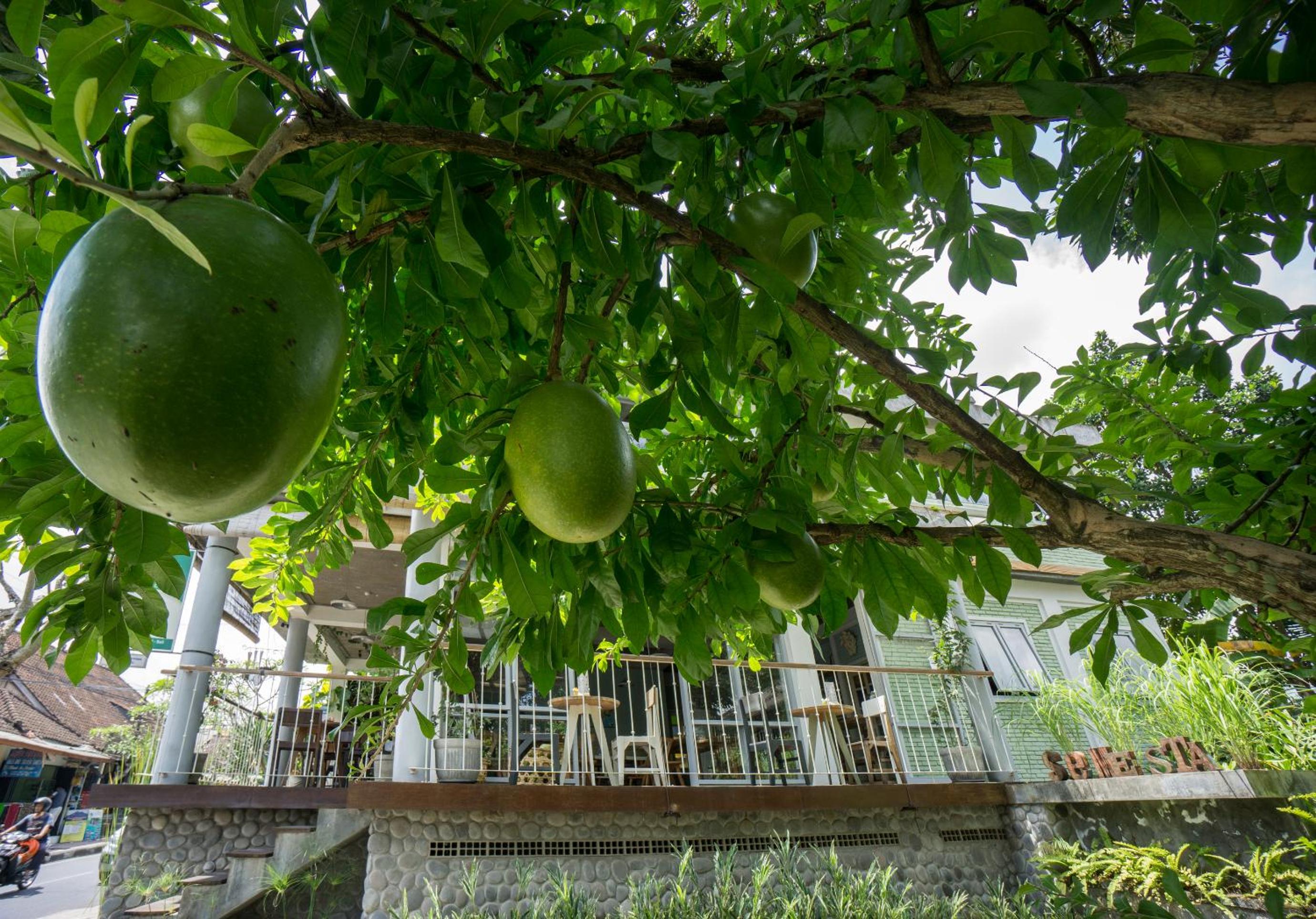 Tegal Sari Accommodation Ubud