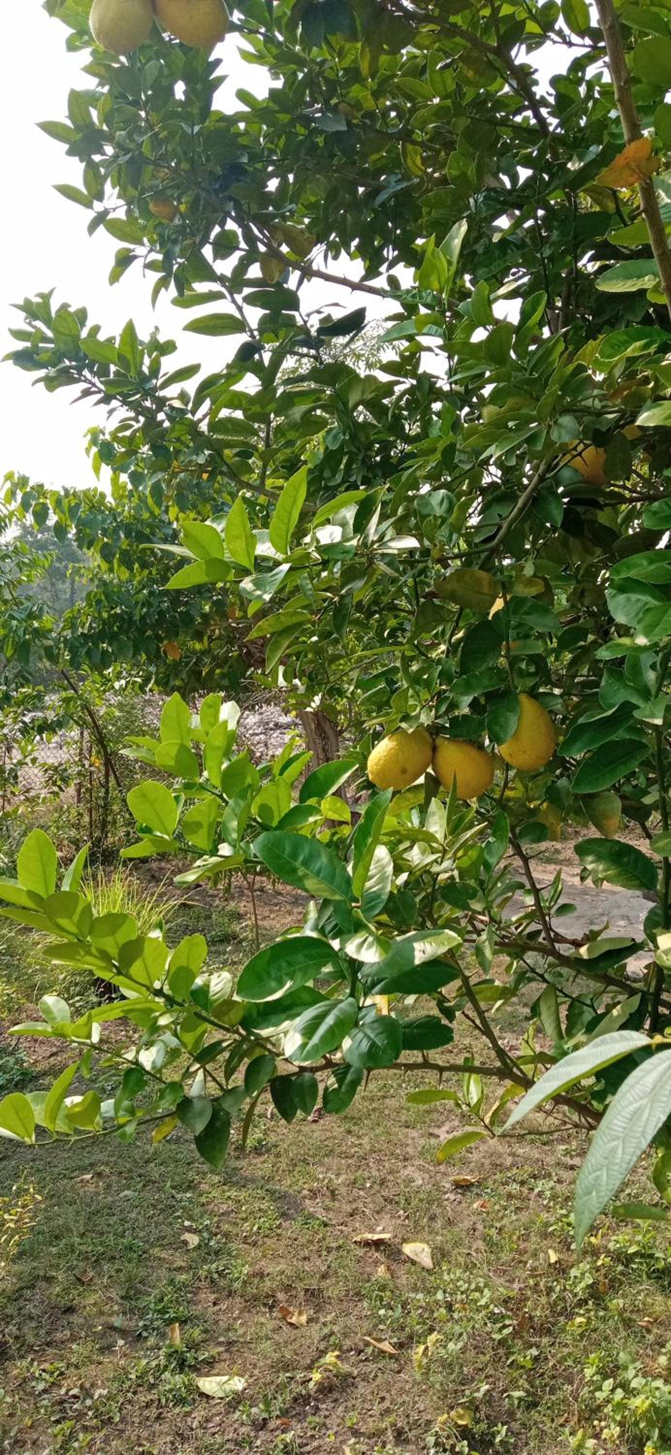 Corbett Nature Retreat view 3