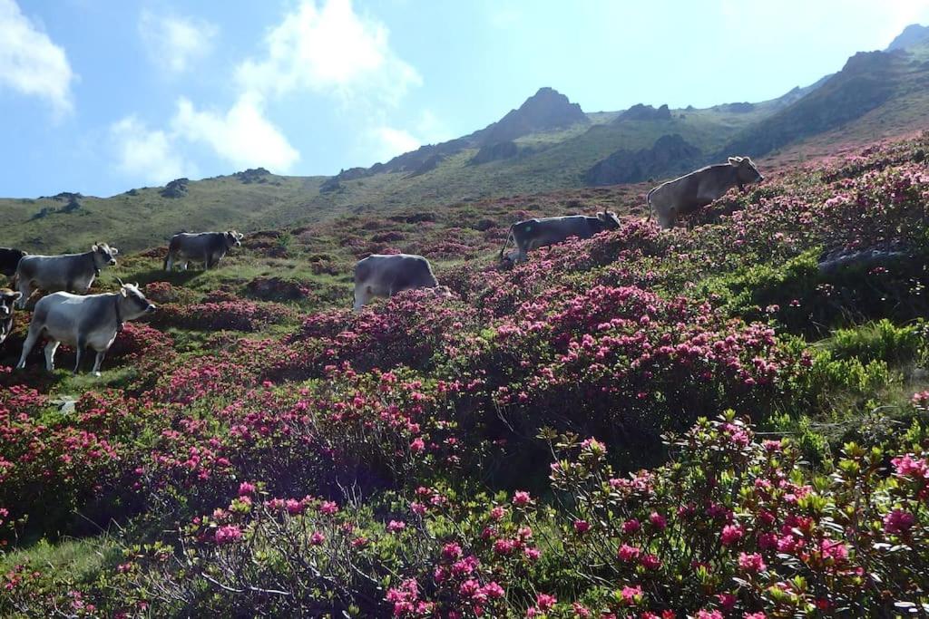 Siegi's Ferienhütte