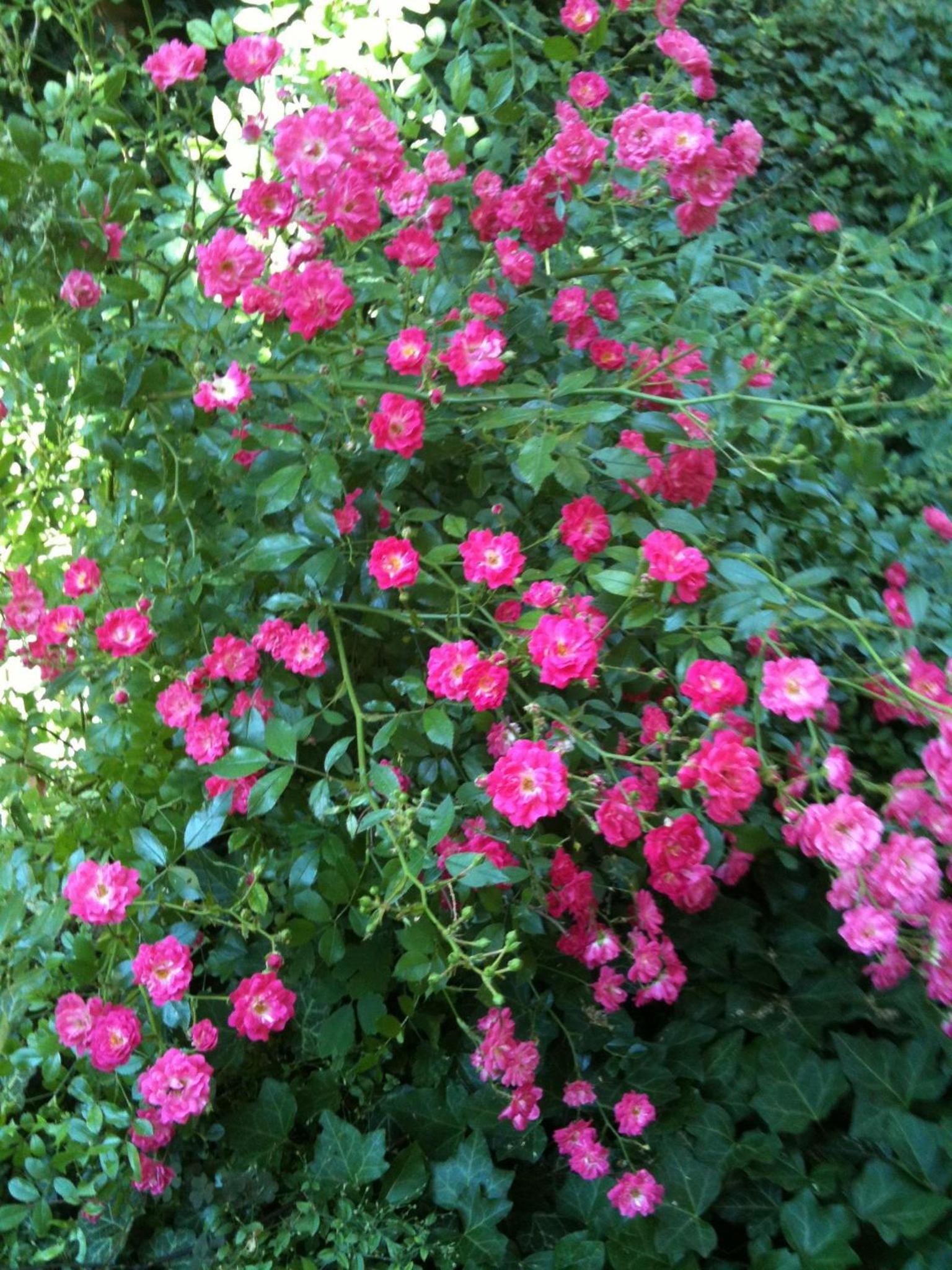 Photo 22