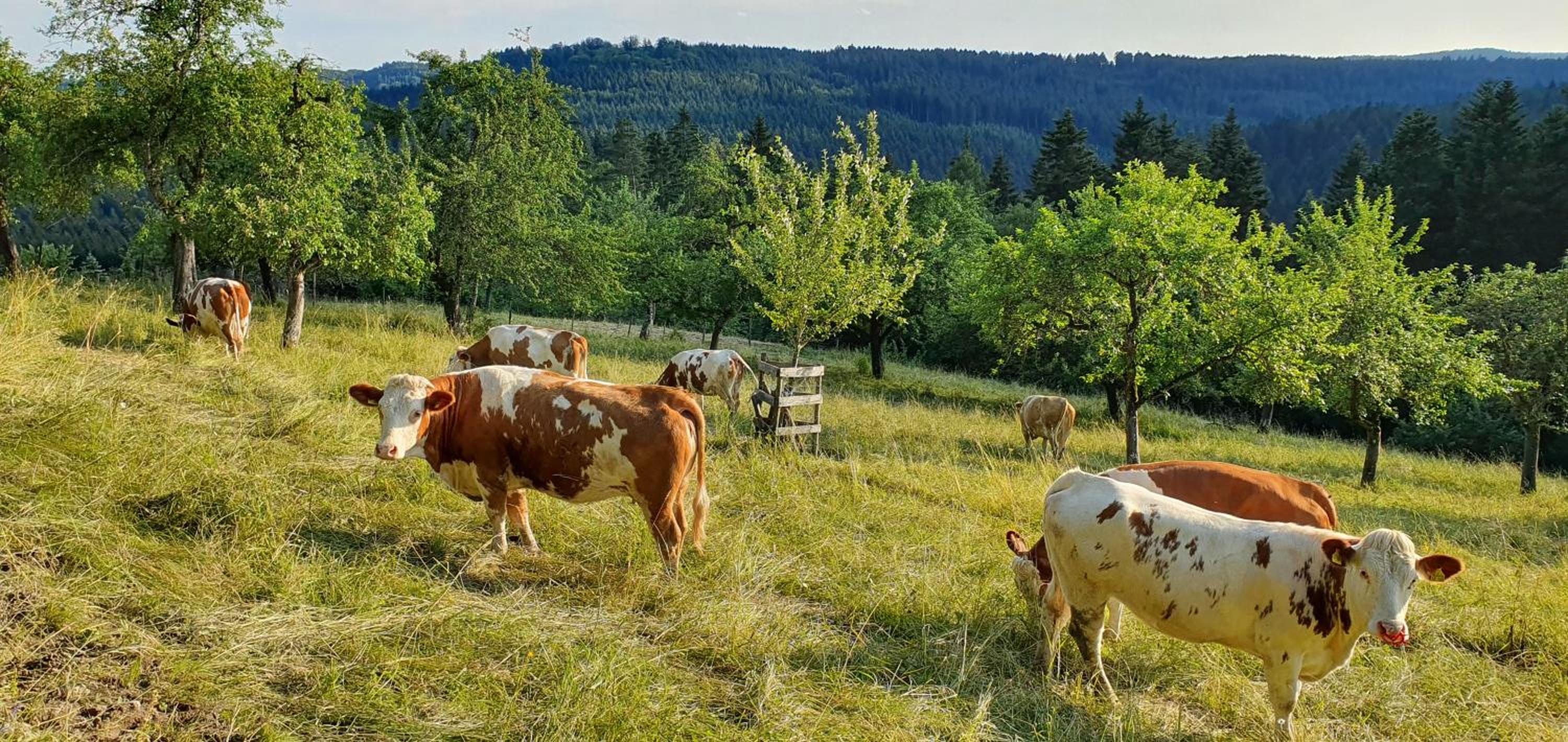 Gemütliche Ferienwohnung mit Terrasse, im Schwarzwald