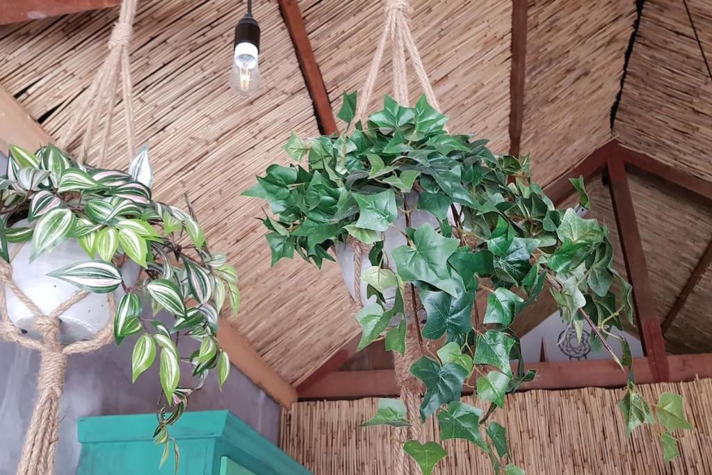 Balistyle guesthouse incl Hottub near Amsterdam and Haarlem view 3