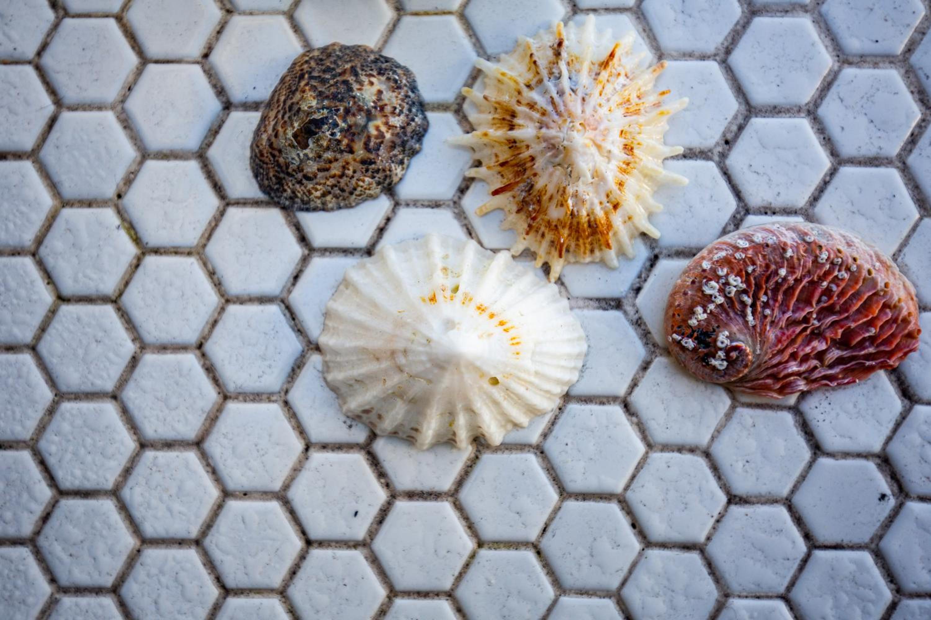 Star Fish Cottage Kalk Bay