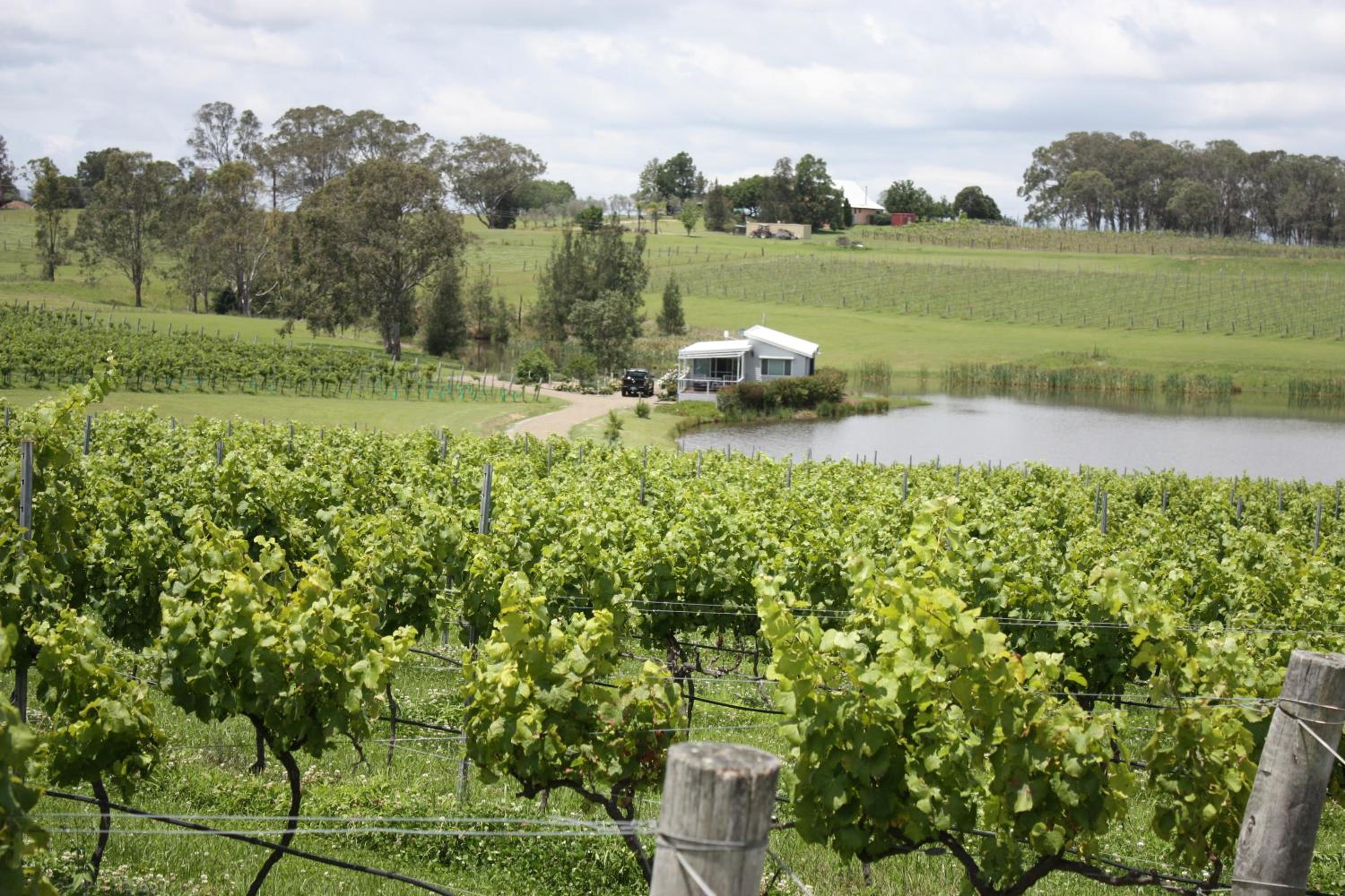 Lovedale Lakehouse Vineyard