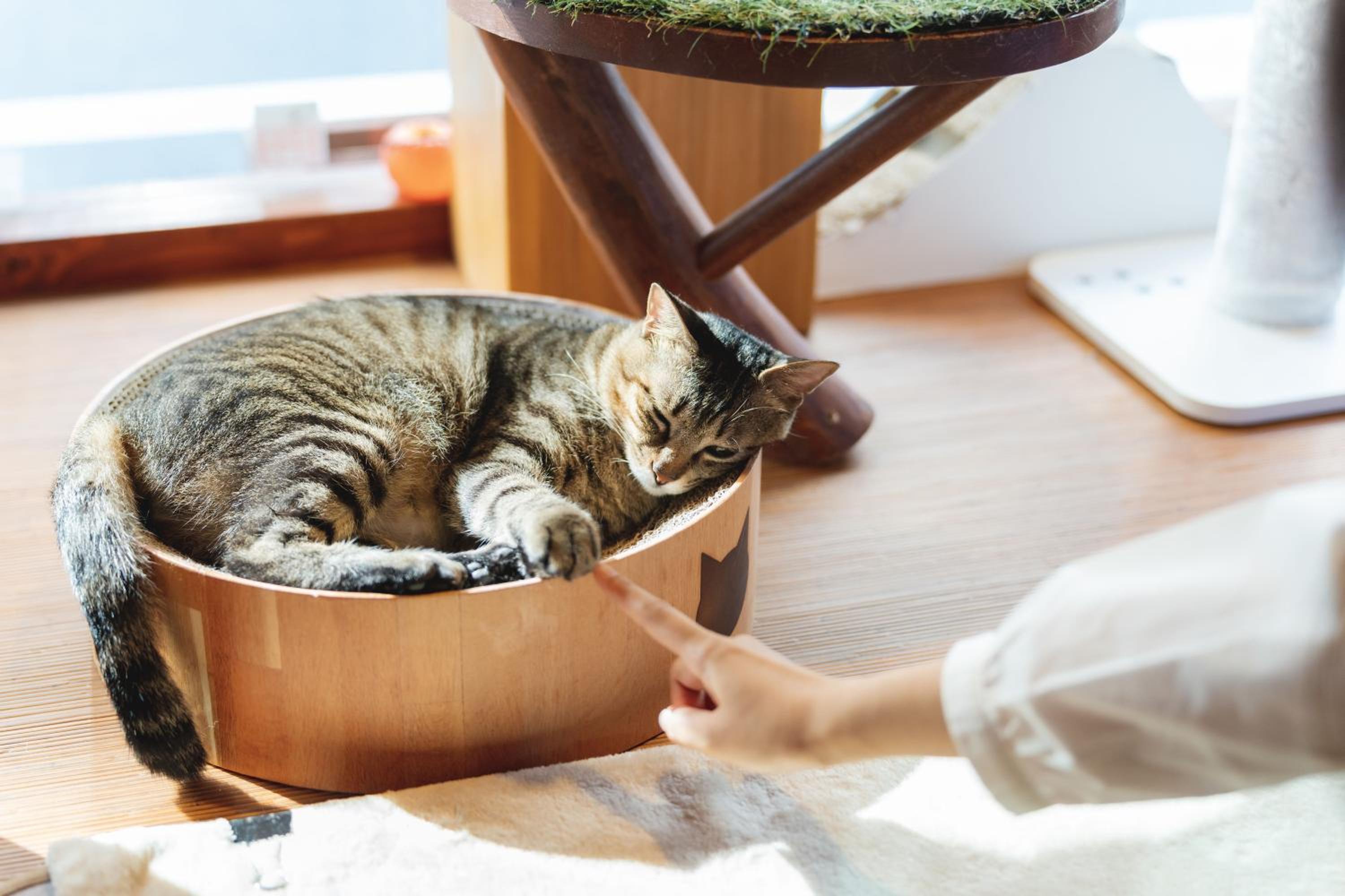 Cat Spa & Cat Ryokan by Neco Republic Osaka