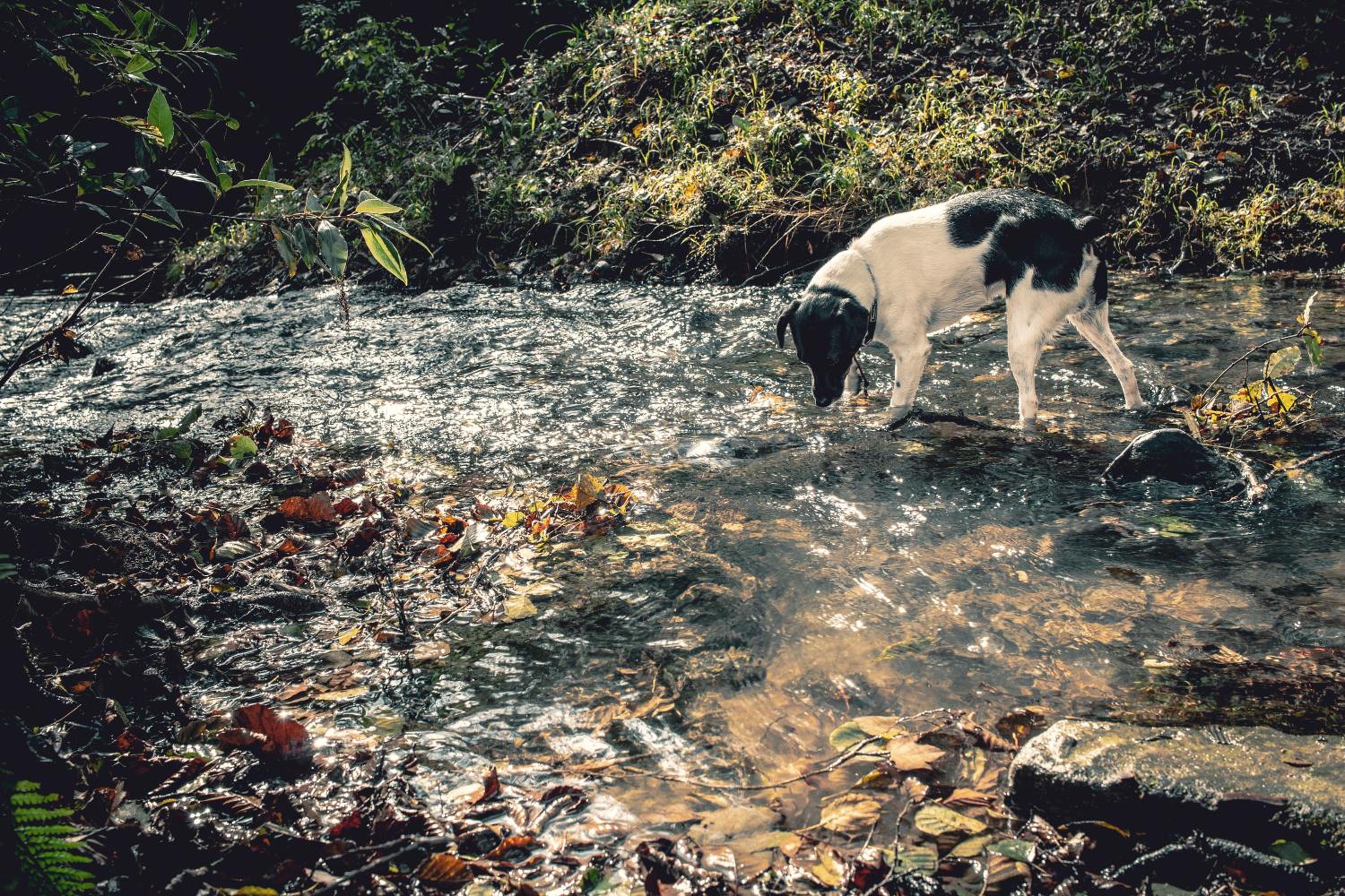 Photo 46
