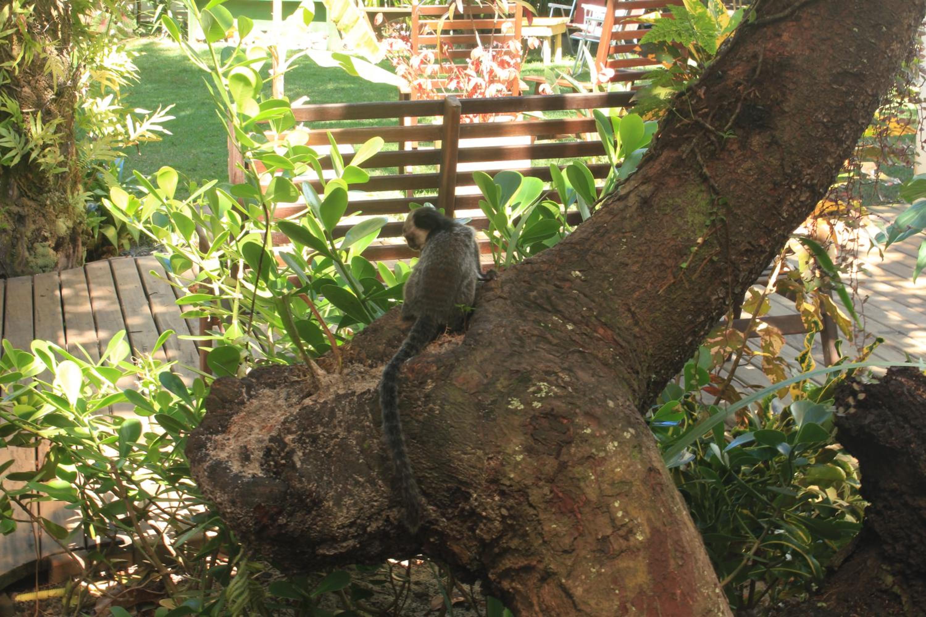 Photo 42