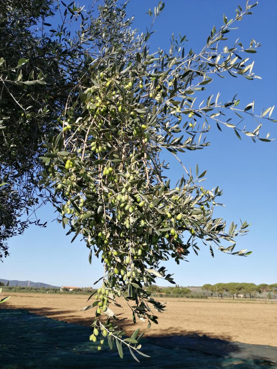 Il Podere di Sole photo 3