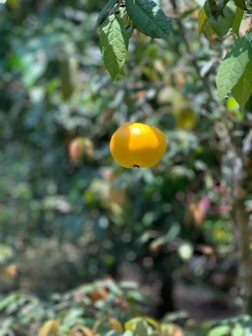 Ecofinca Azahares