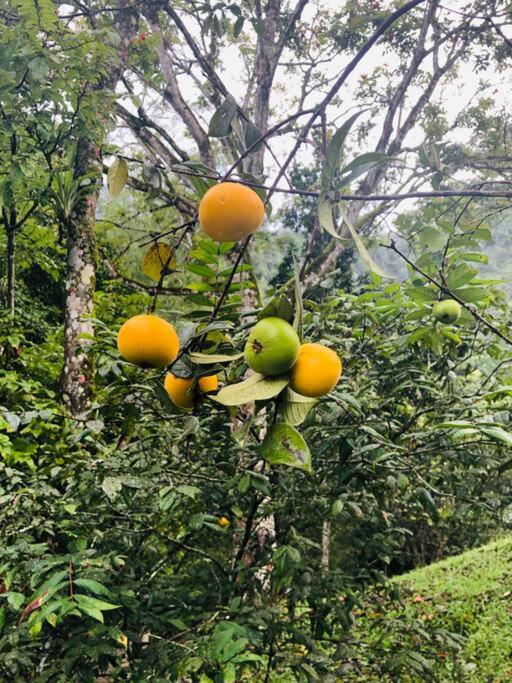 Ecofinca Azahares