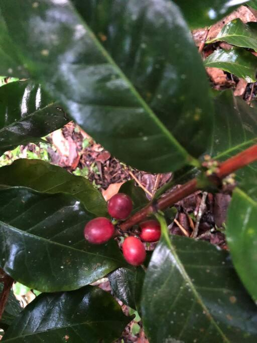 Ecofinca Azahares