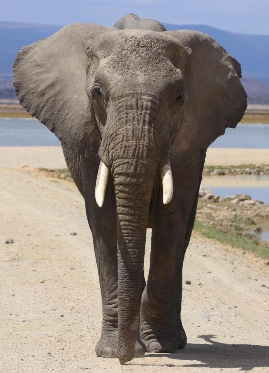 Amboseli RedHouse