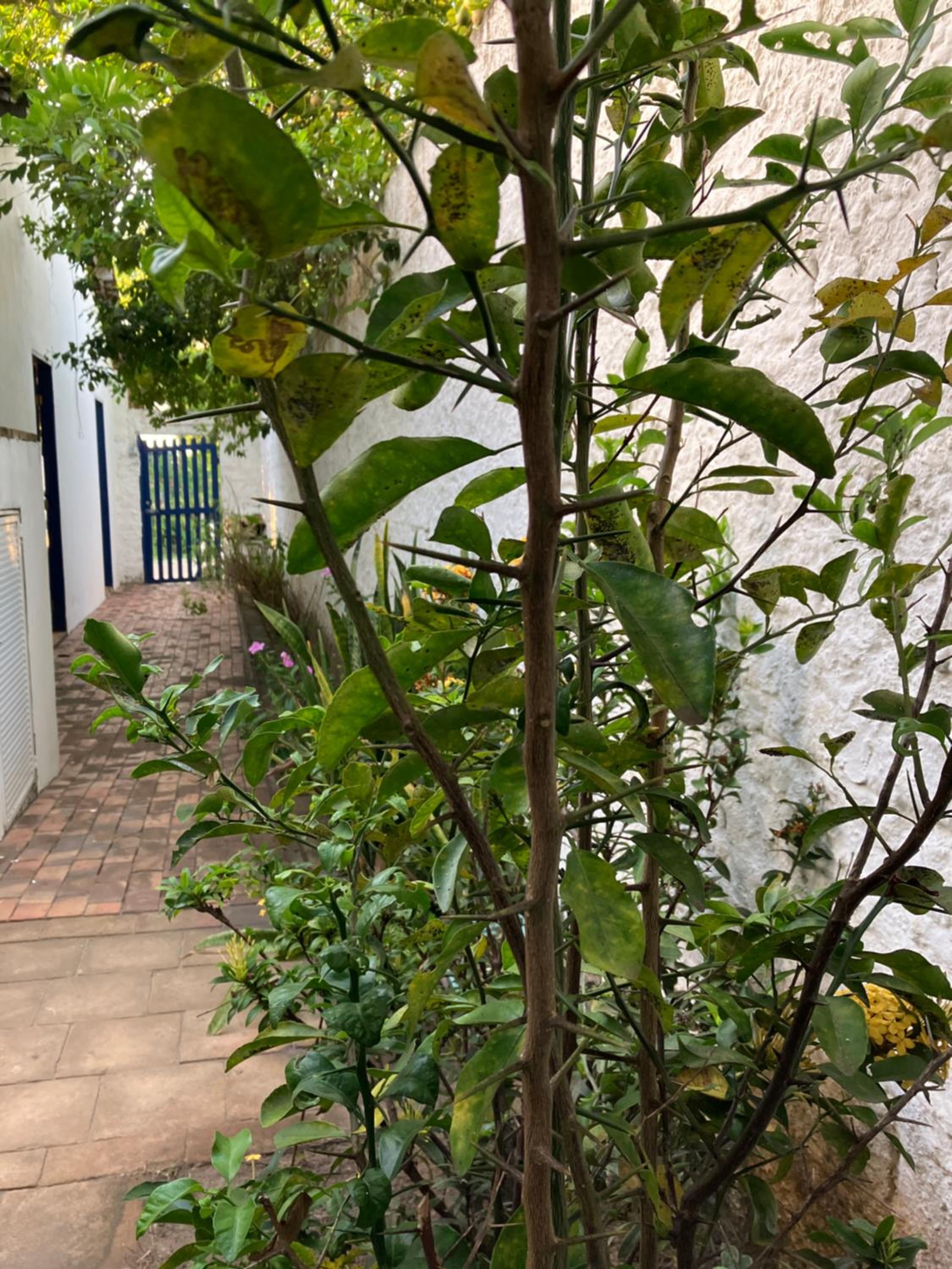 Mangue Seco Lodge - Experiência Gastronômica