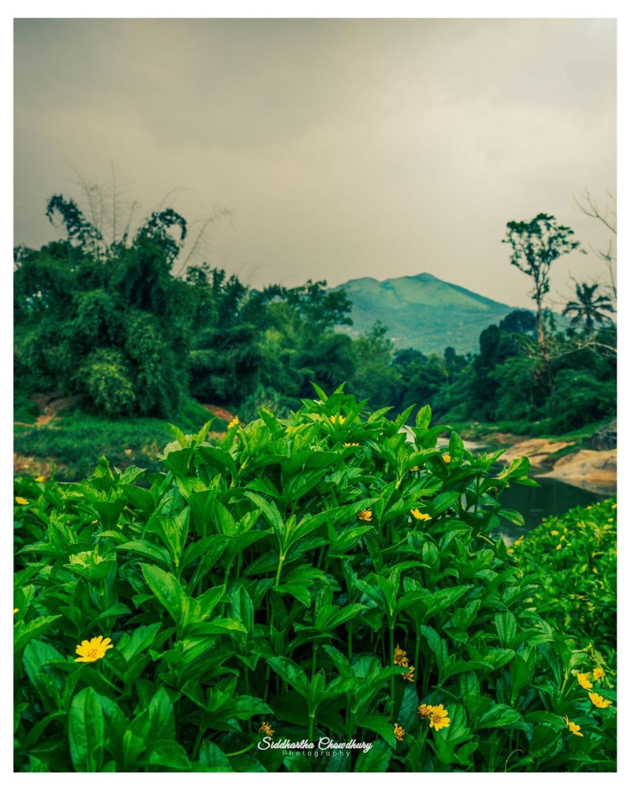 Grassroots Wayanad, Valley-view Tents