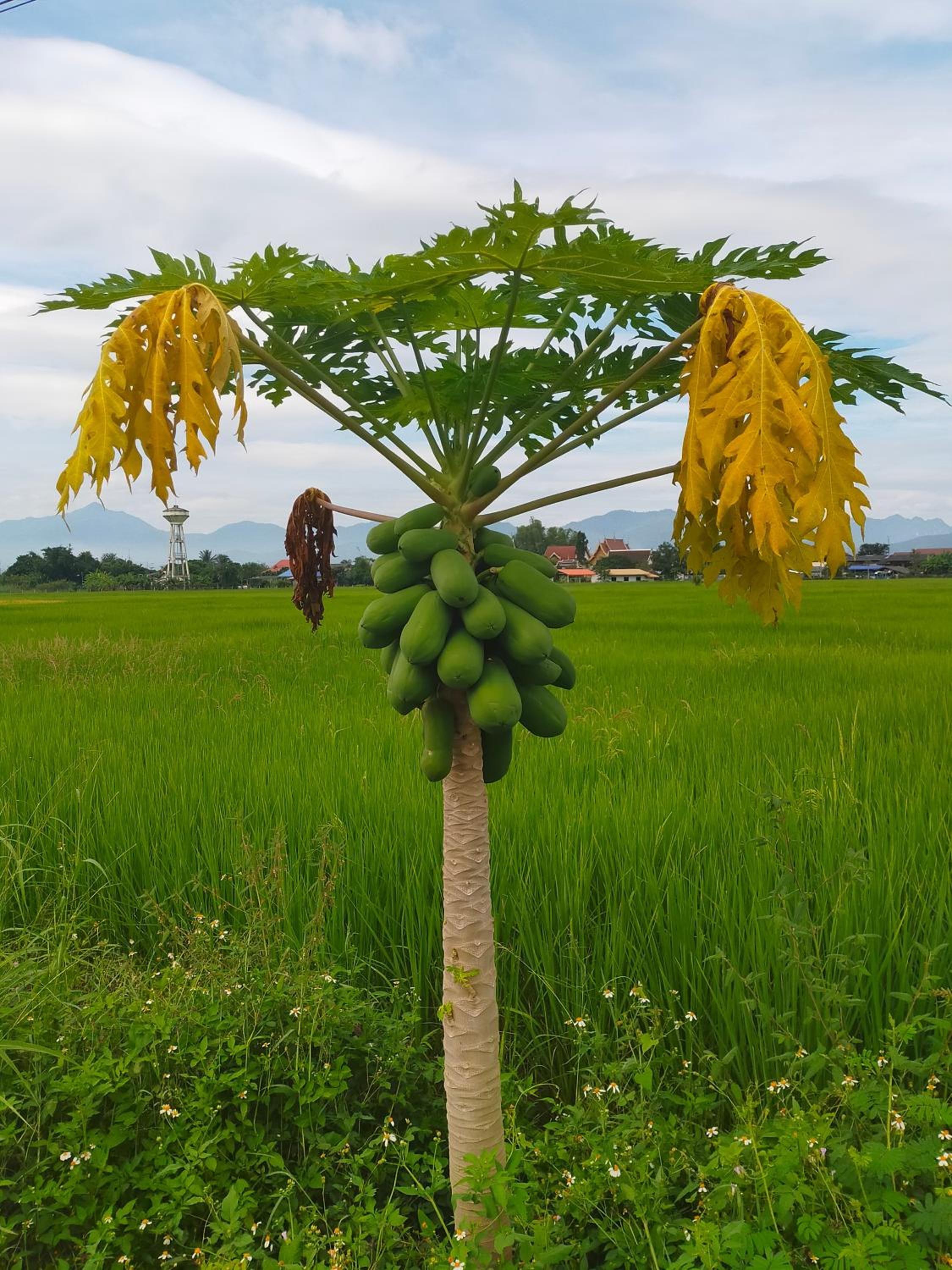 Khoom Kam Kaew