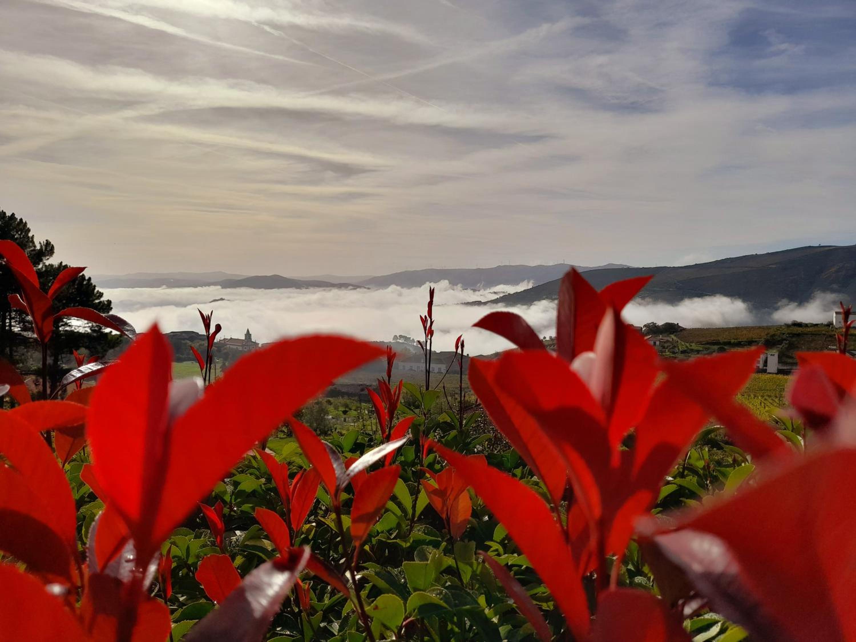 Quinta Manhas Douro