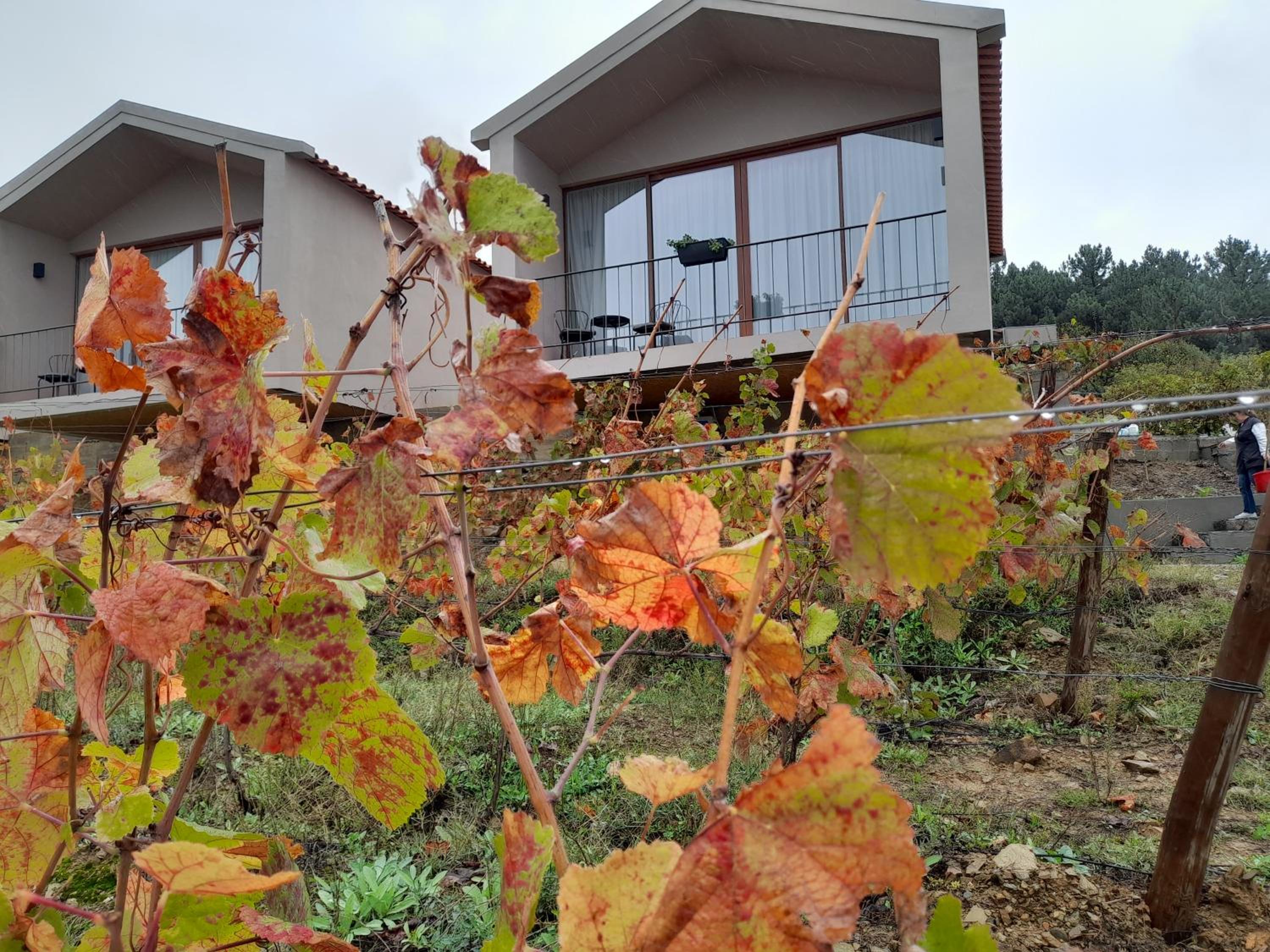 Quinta Manhas Douro