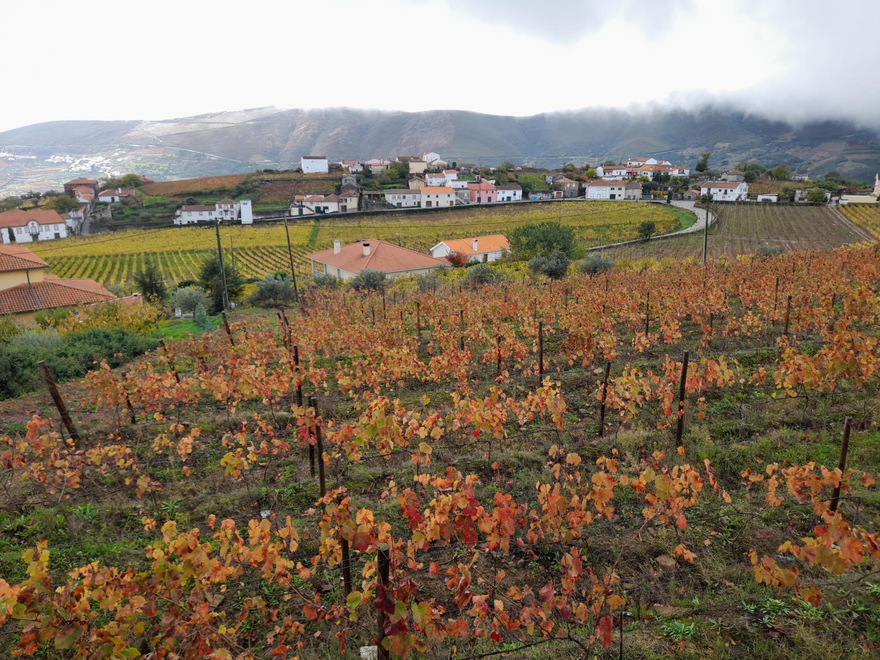 Quinta Manhas Douro