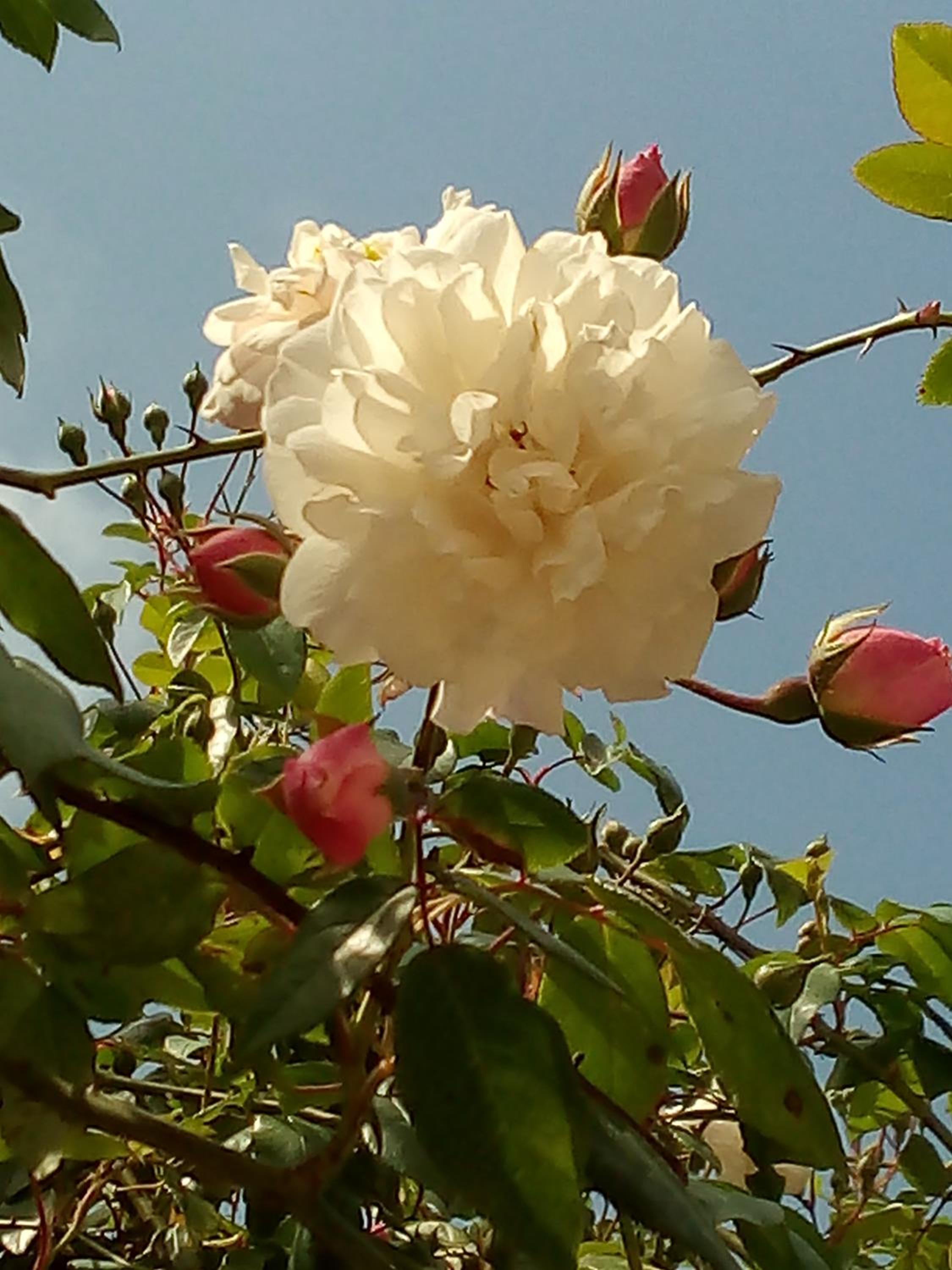 Photo 45