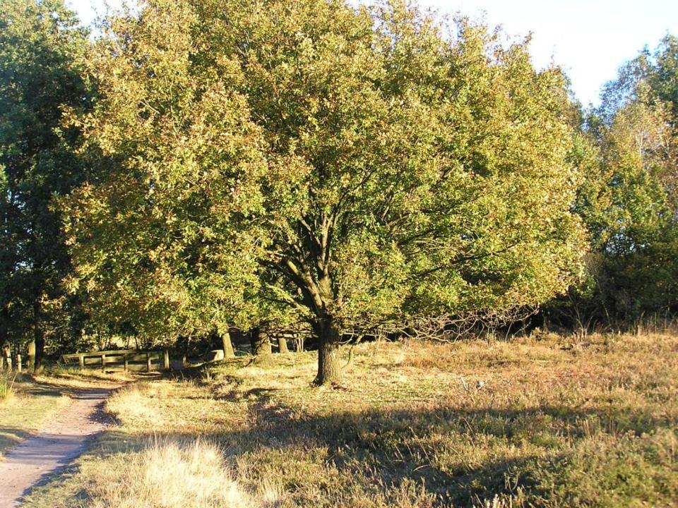 Photo 42