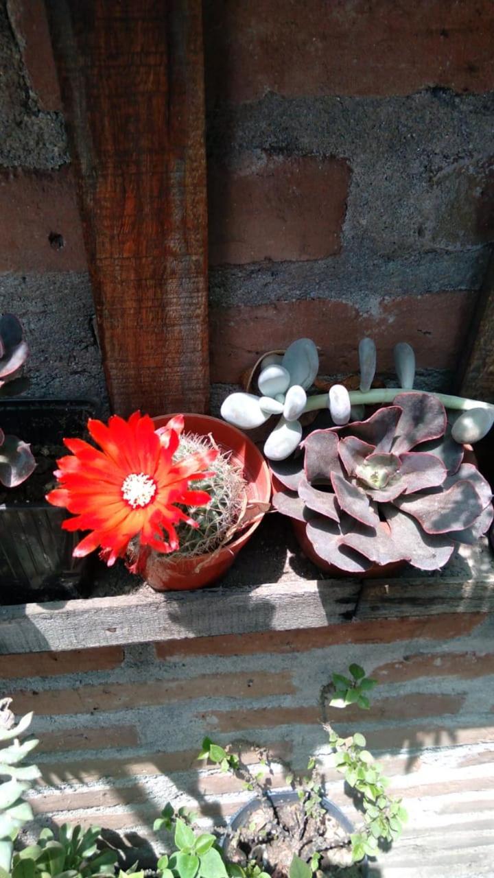 Los Cactus