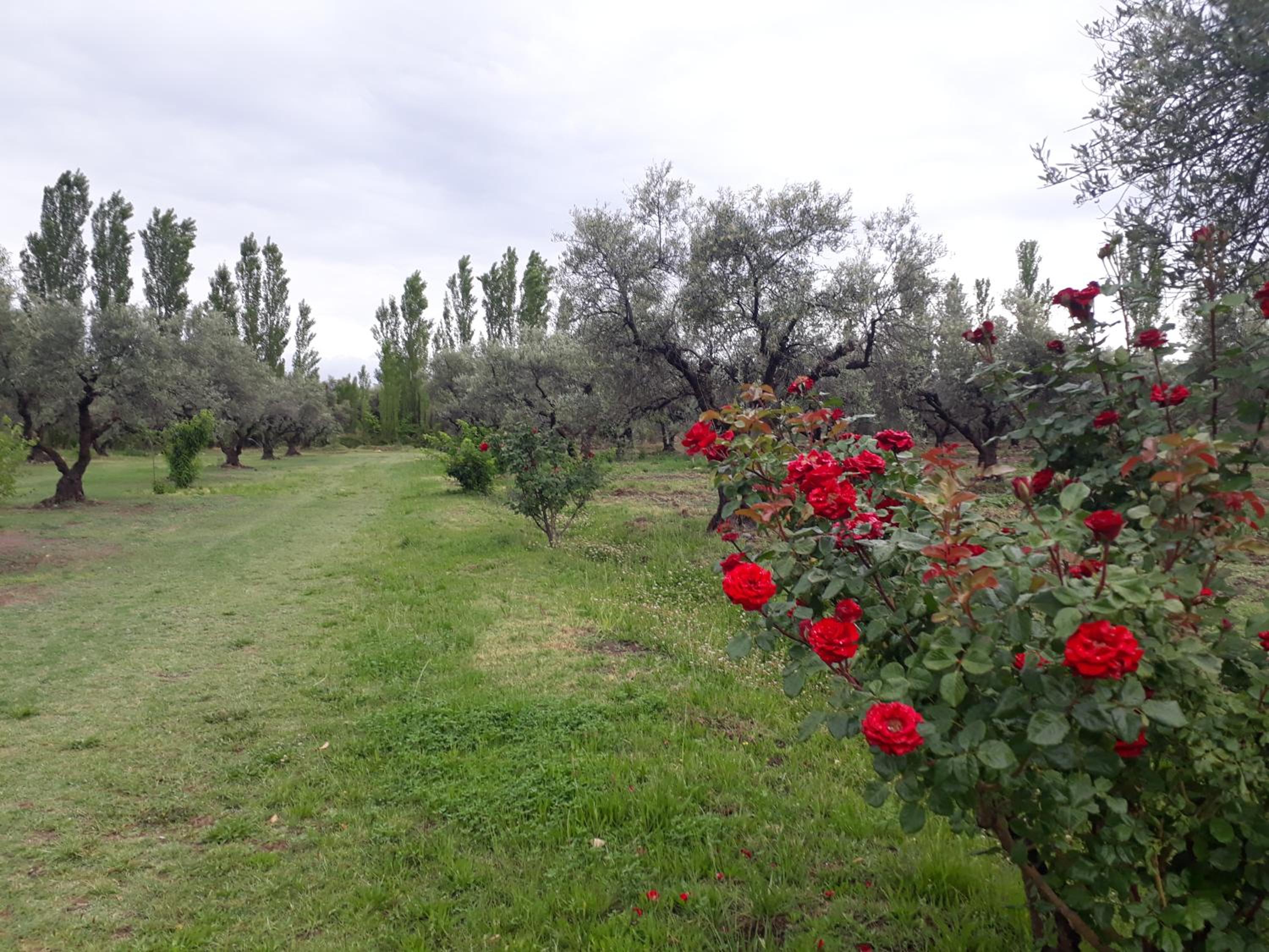 Casa de campo Las olivas