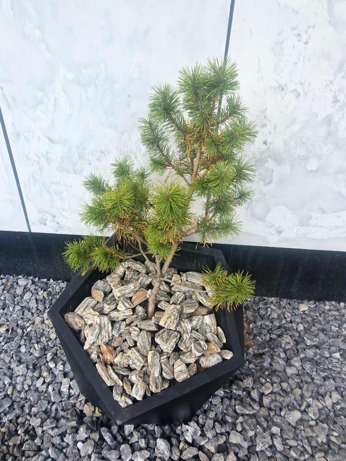 Photo 35