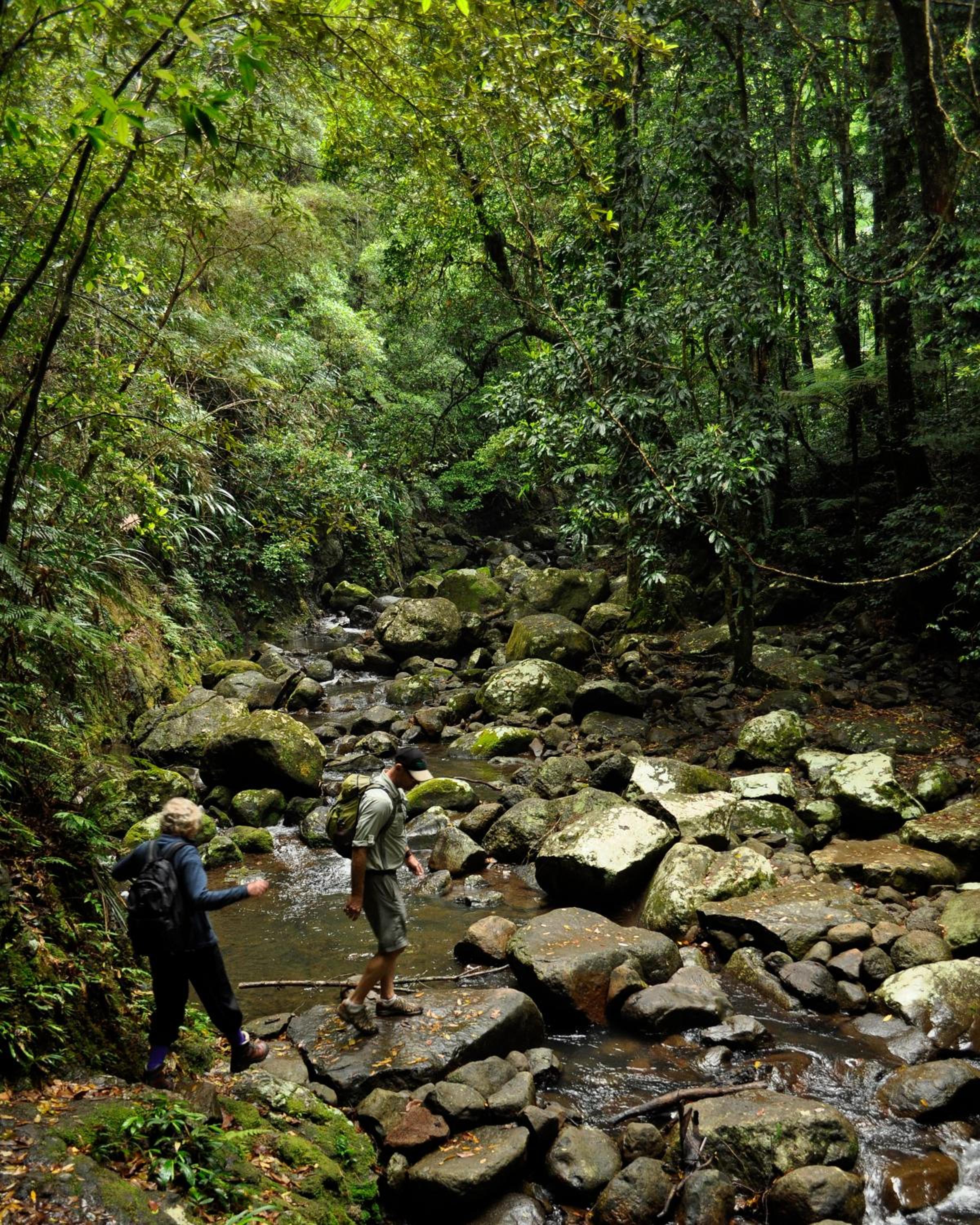 Binna Burra Sky Lodges view 3