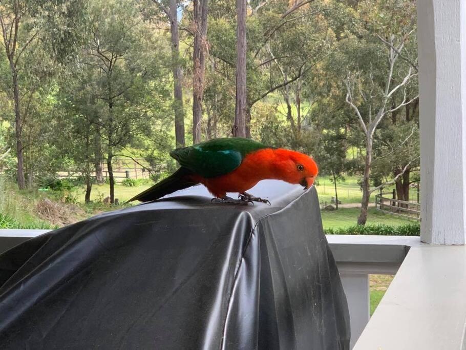 Hidden Gem, Megalong Valley, Blue Mountains