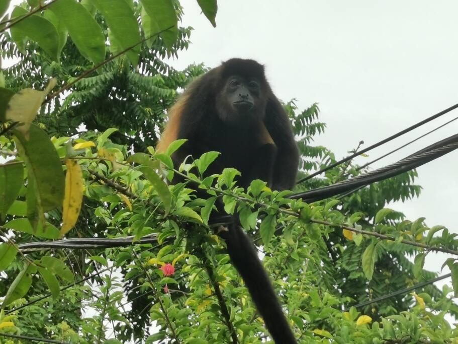 CASA VERO CAHUITA, A 100 M. DEL PARQUE NACIONAL