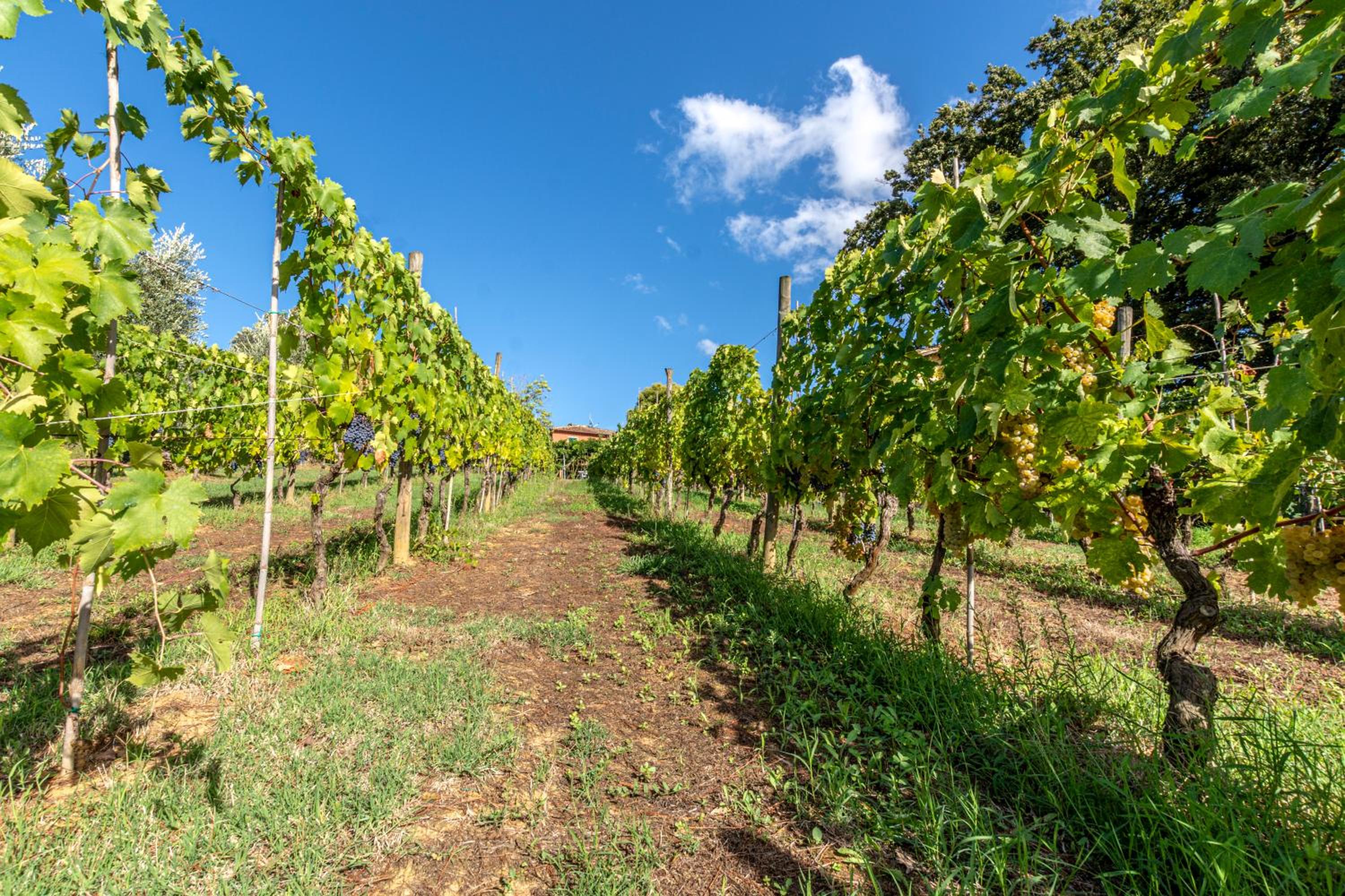 Podere Sant'Antonio