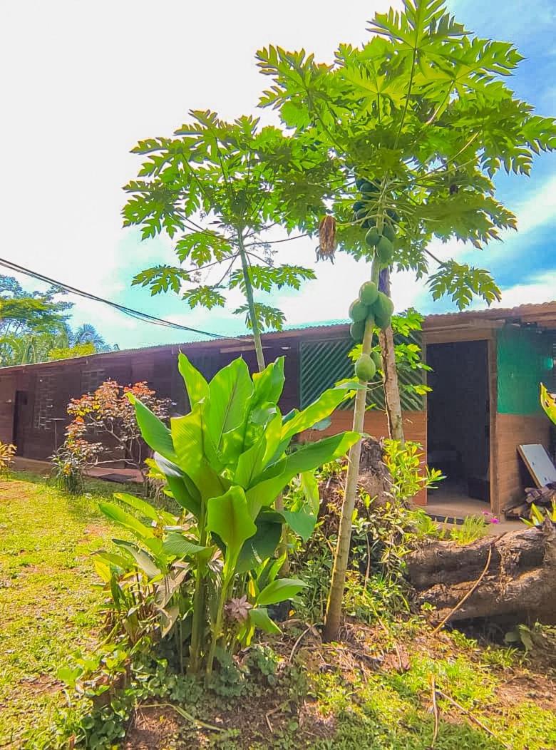 ROSA'S HOUSE, photo 9