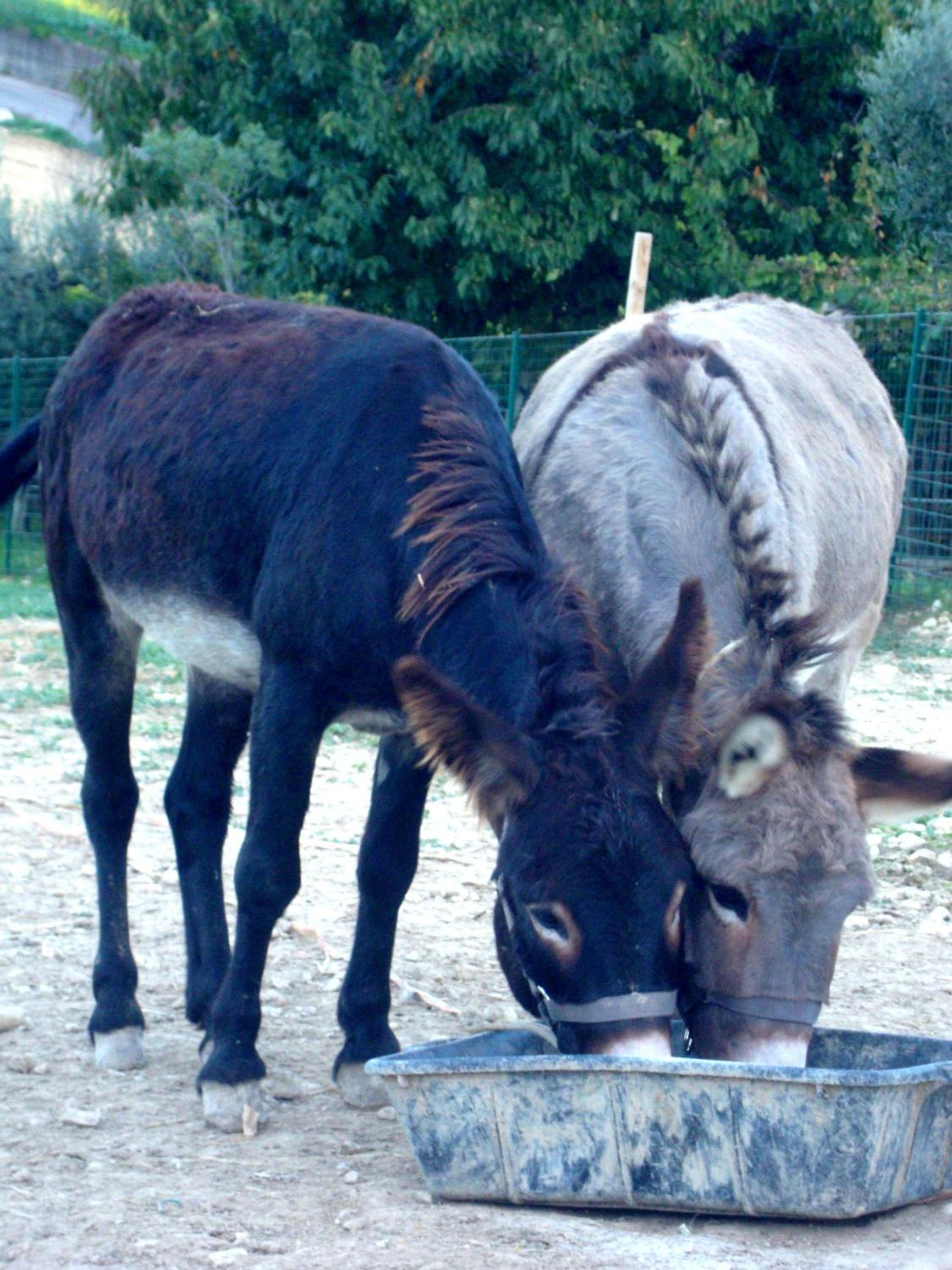 Angelucci Agriturismo con Camere e Agri Camping